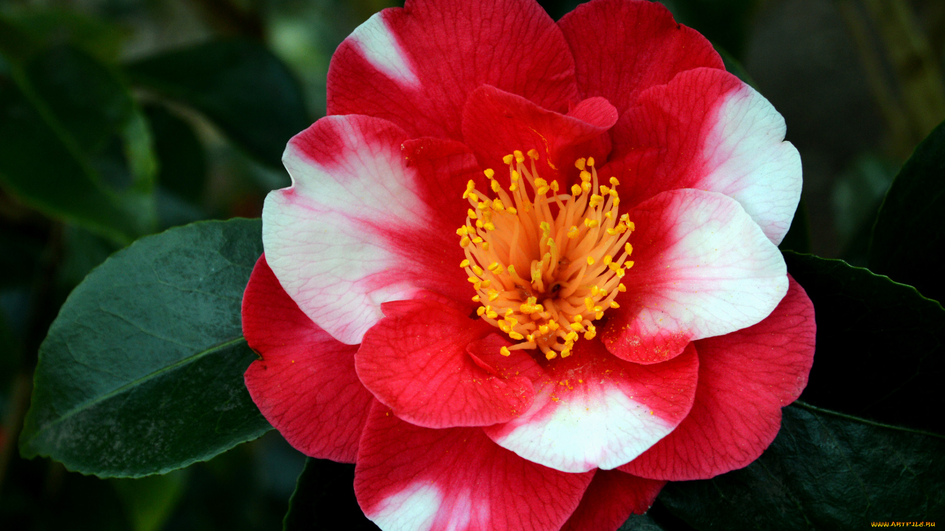 цветы, камелии, цветок, камелия