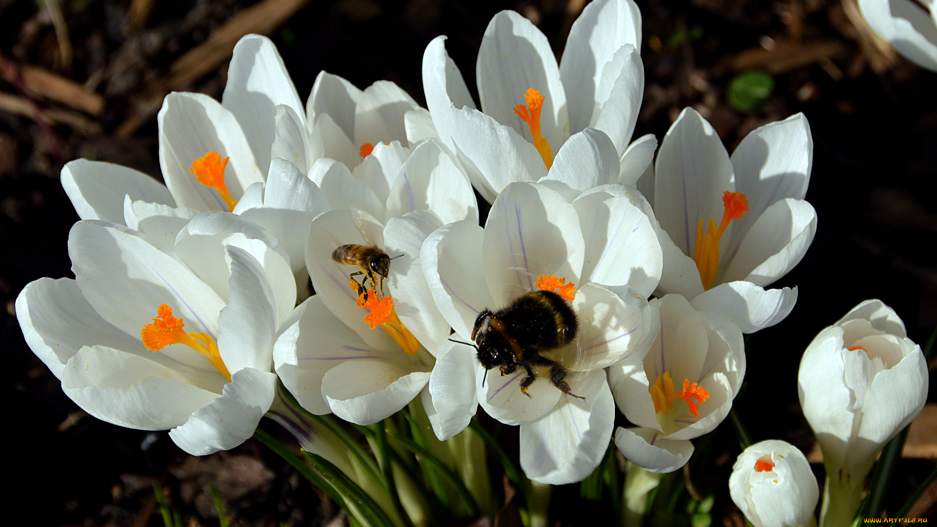 цветы, крокусы, белые, весна, макро, пчела, насекомые, шмель