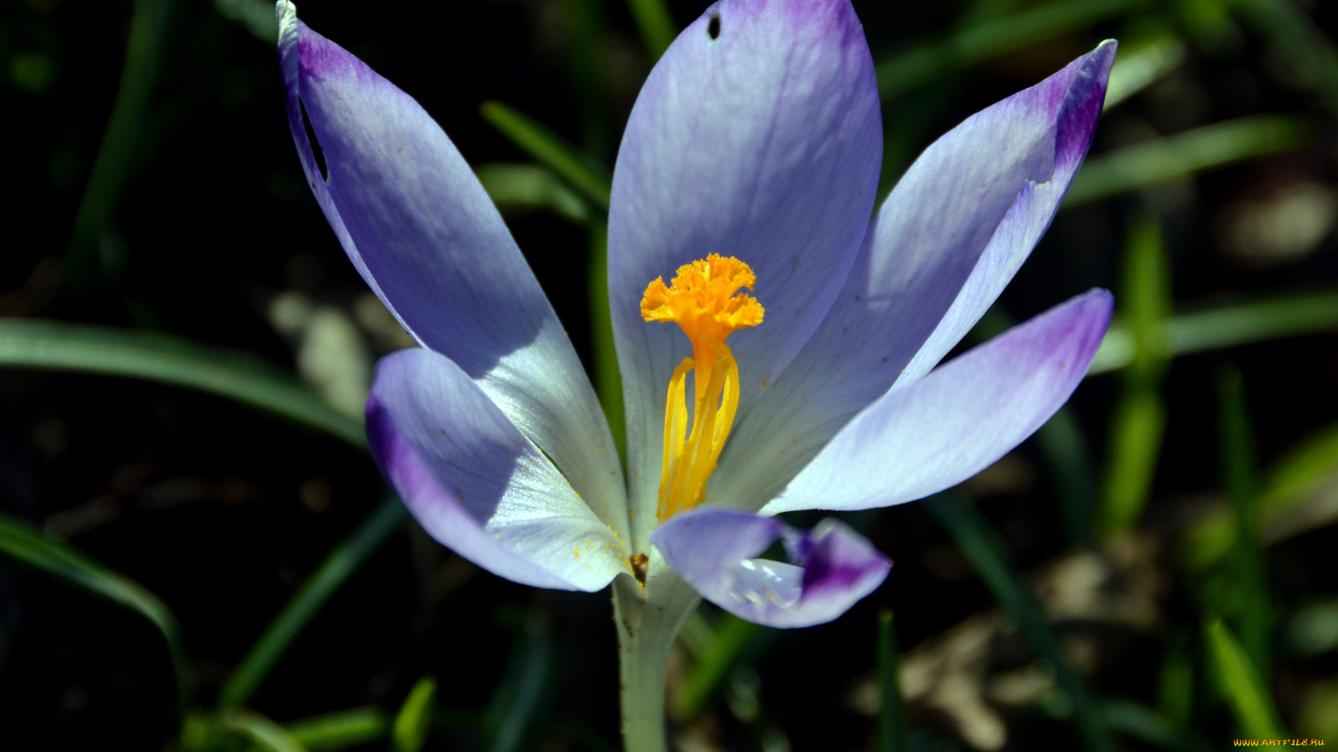 цветы, крокусы, крокус, макро, цветок