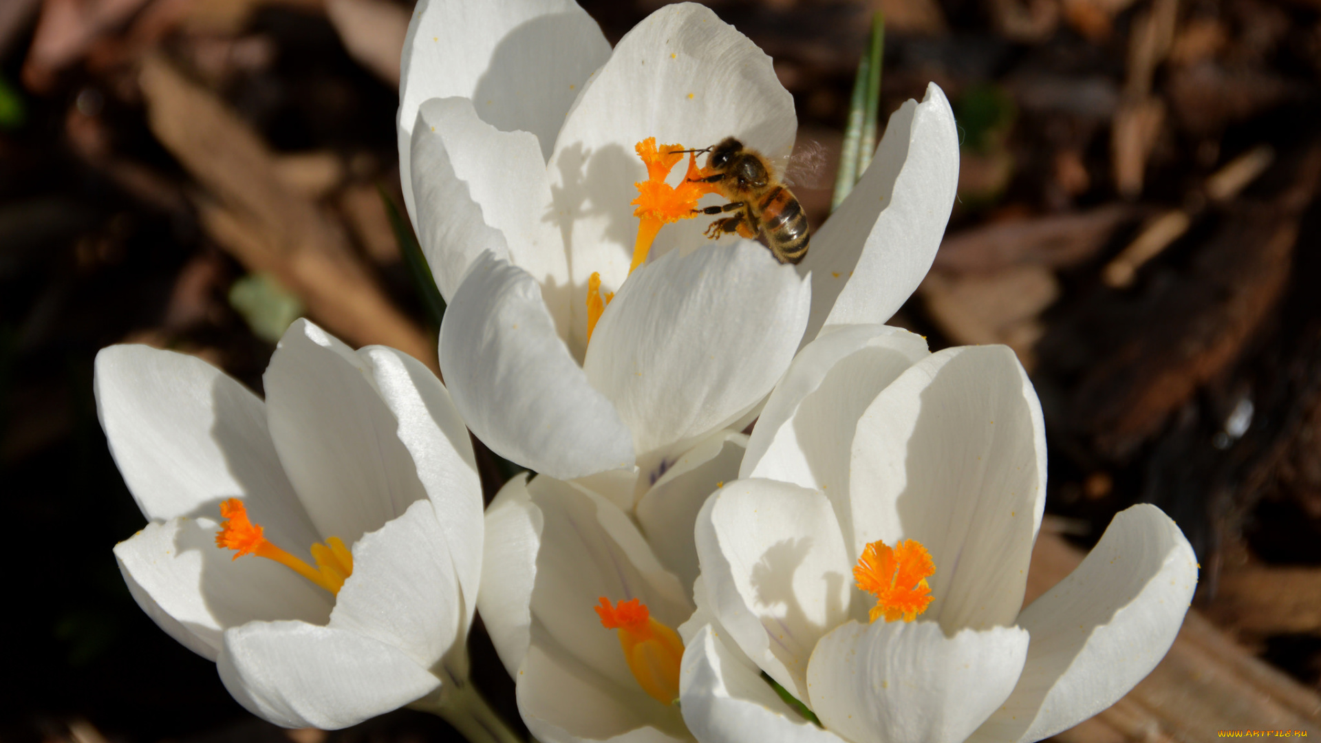 цветы, крокусы, пчела, насекомые, белые, весна, макро