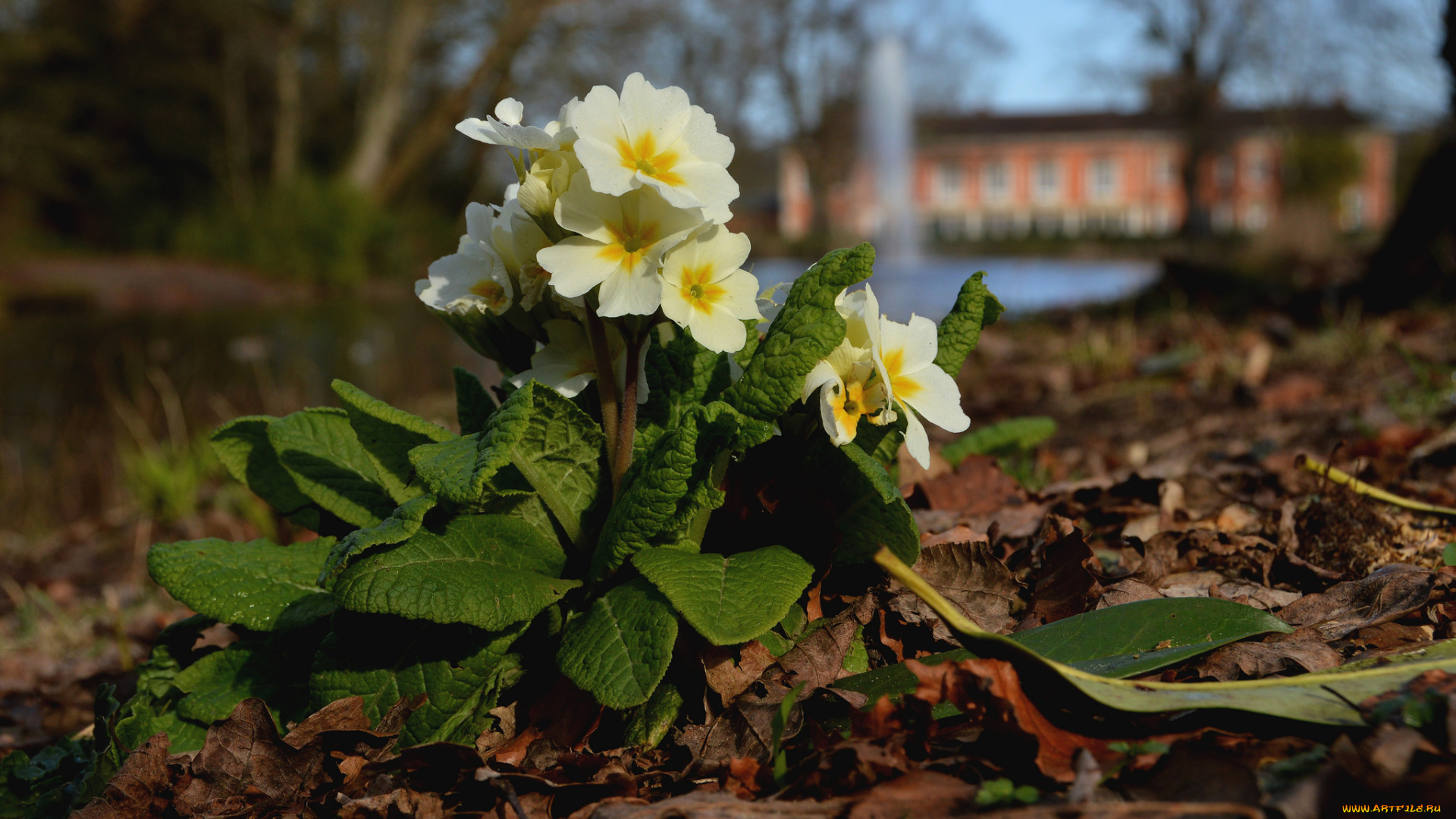 цветы, примулы, жёлтые, кустик, весна