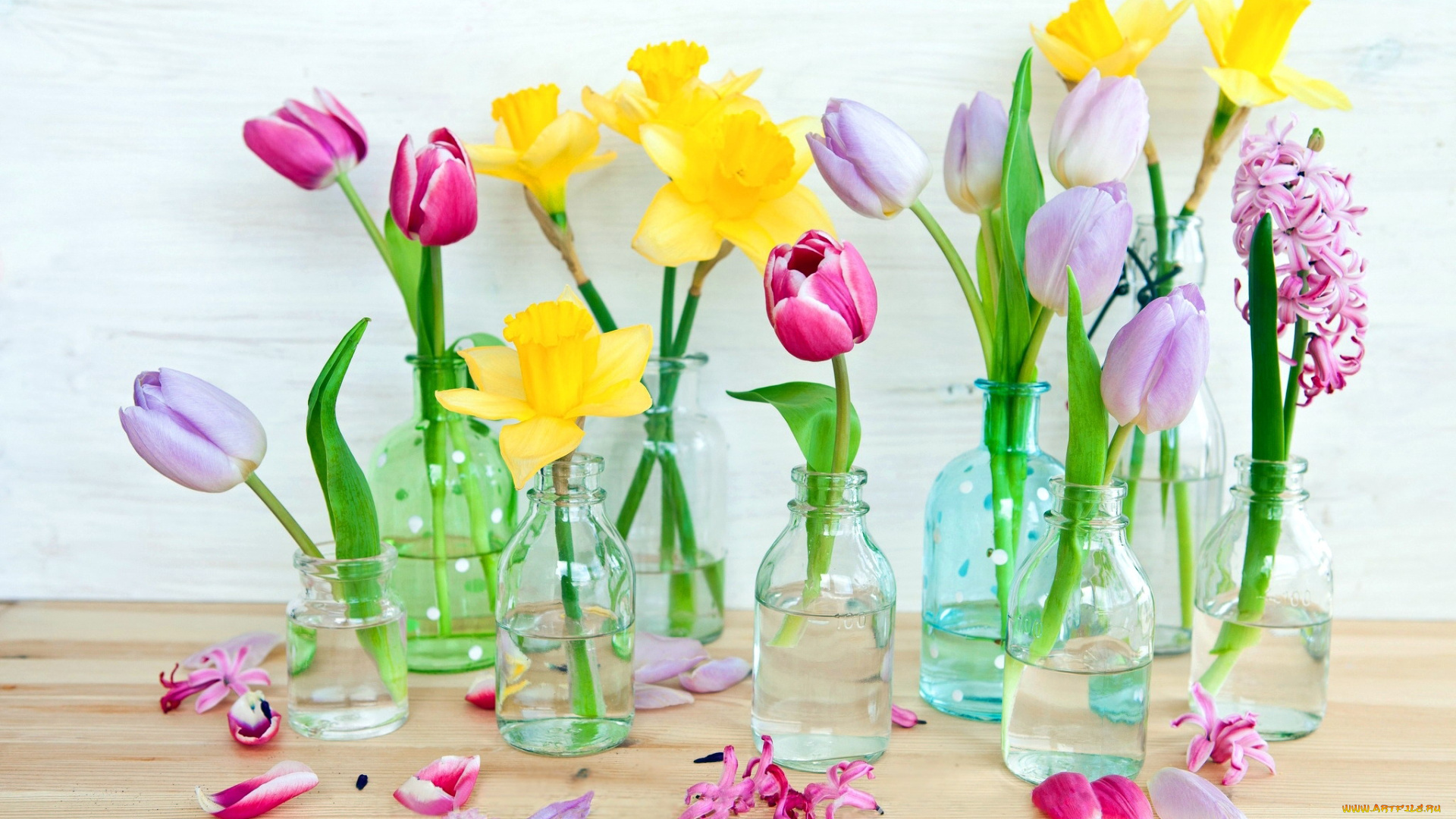 цветы, разные, вместе, нарциссы, тюльпаны, гиацинты