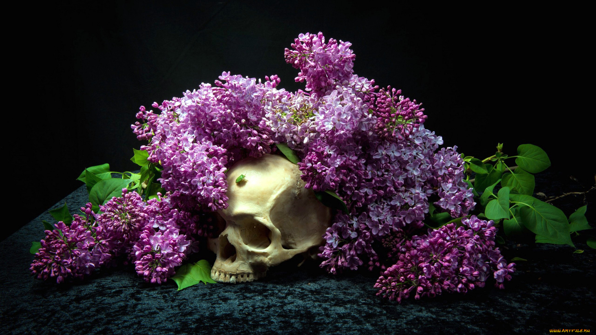 цветы, сирень, череп