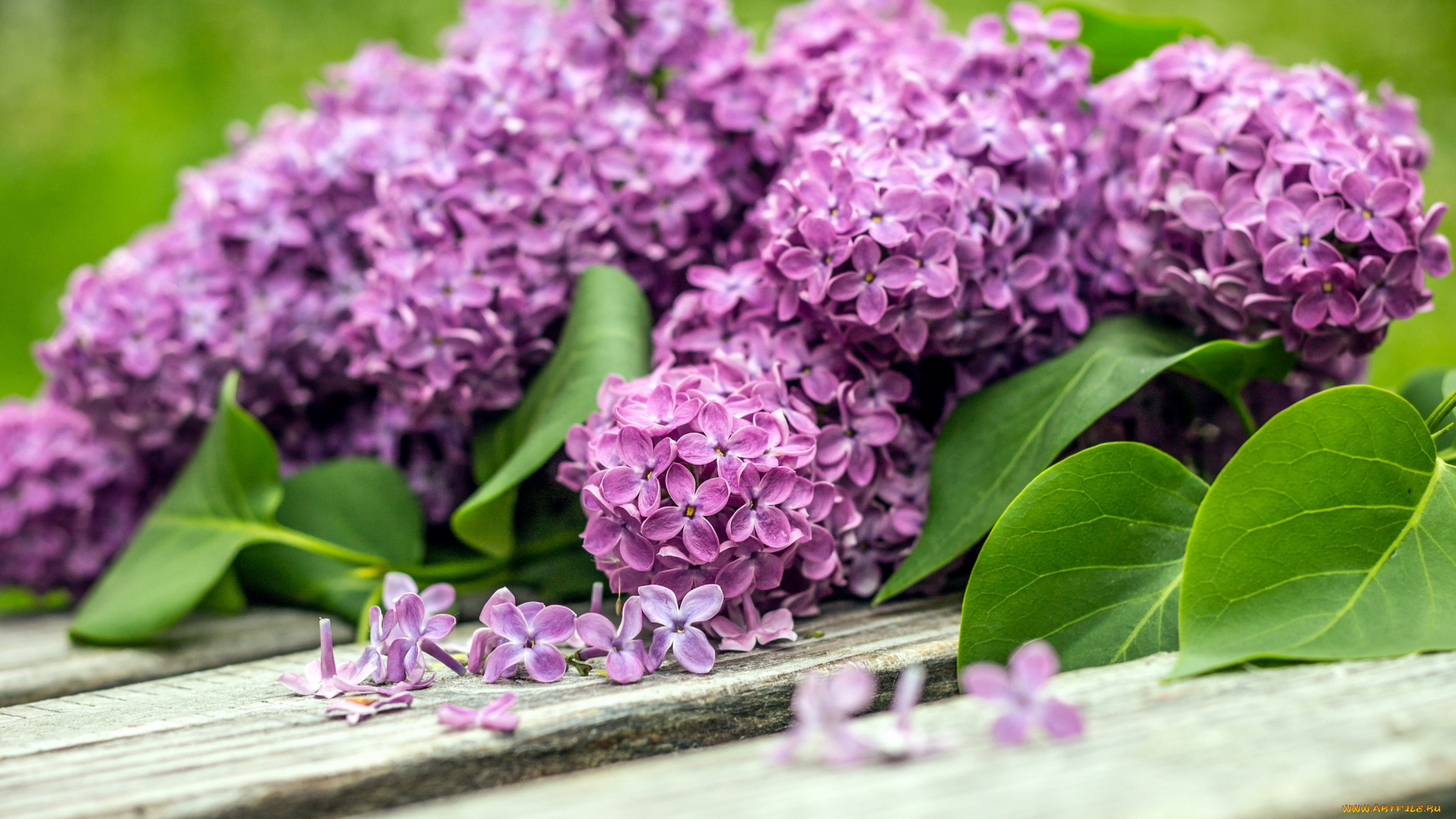 цветы, сирень, лепестки