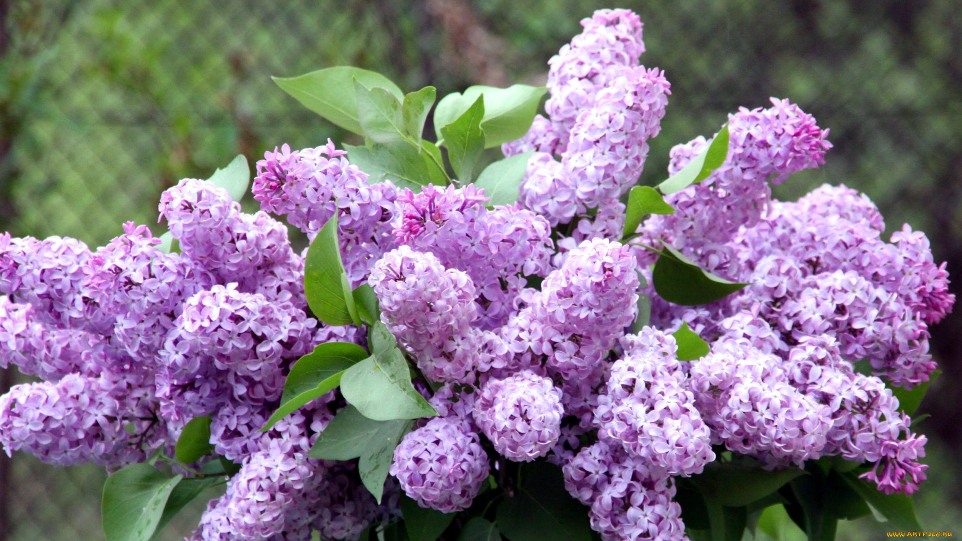 цветы, сирень, весна, букет