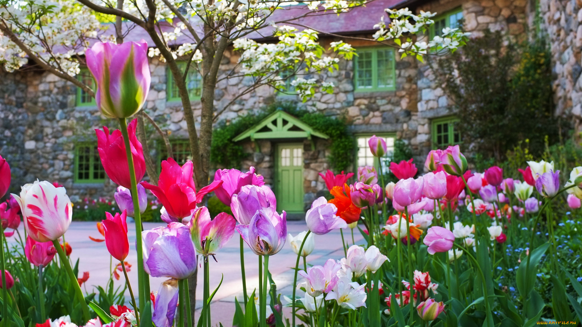 цветы, тюльпаны, весна, клумба