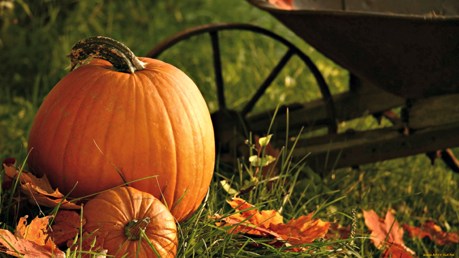 еда, тыква, осень, листья