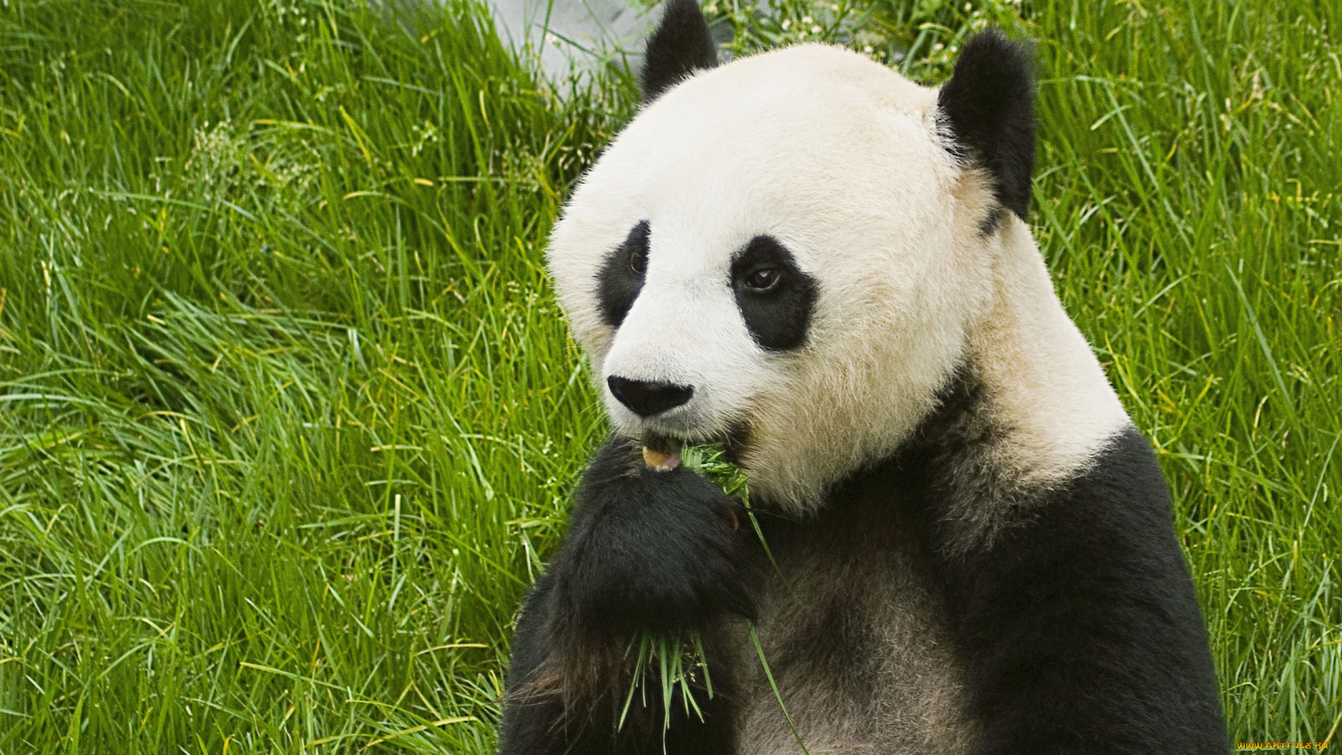 панда, животные, панды, красивое, животное