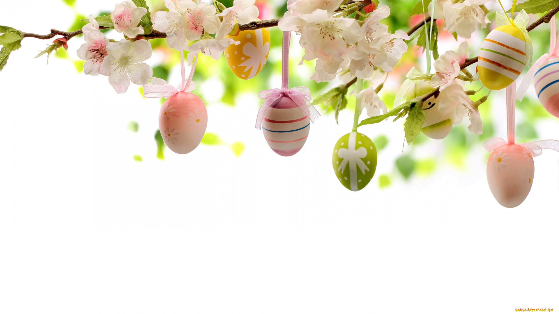 праздничные, пасха, нарциссы, цветы, eggs, flowers, яйца, easter