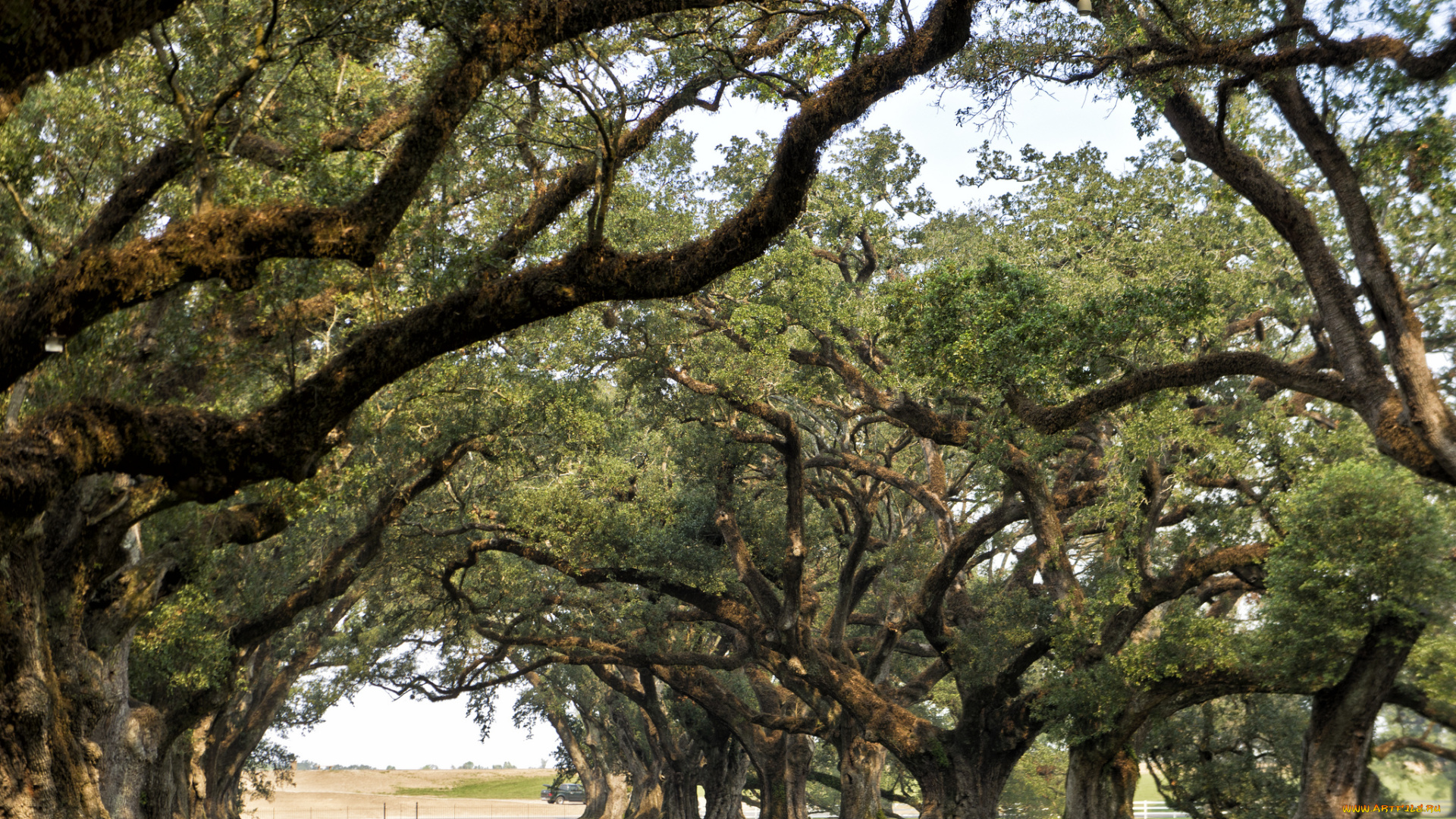 природа, деревья, дубы, тропинка
