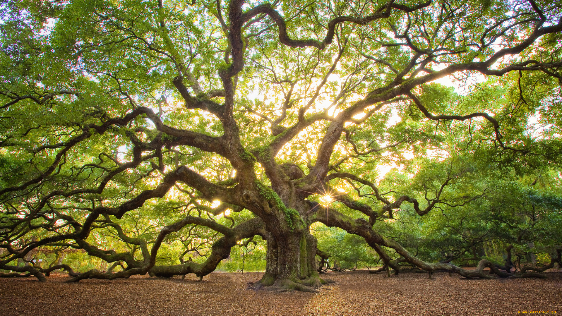 природа, деревья, крона, дуб