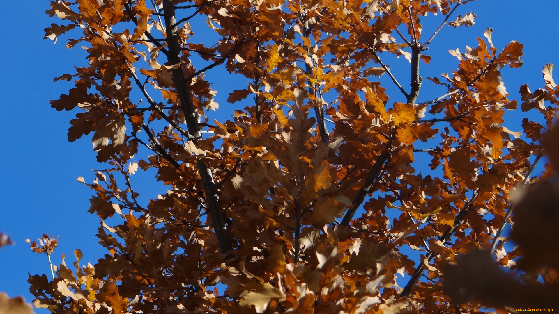 природа, деревья, небо, осень, дерево, ветки, листья
