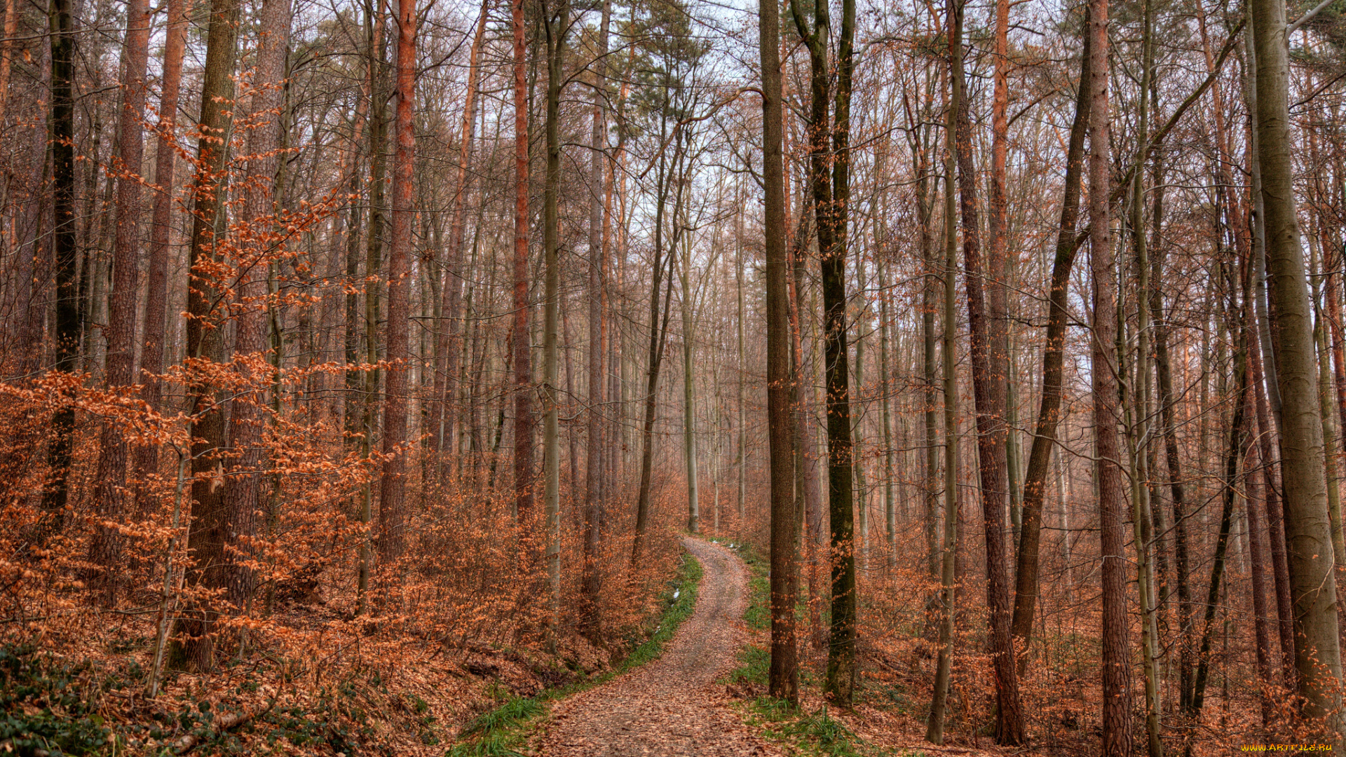 природа, дороги, сосны, осень, листва, тропинка