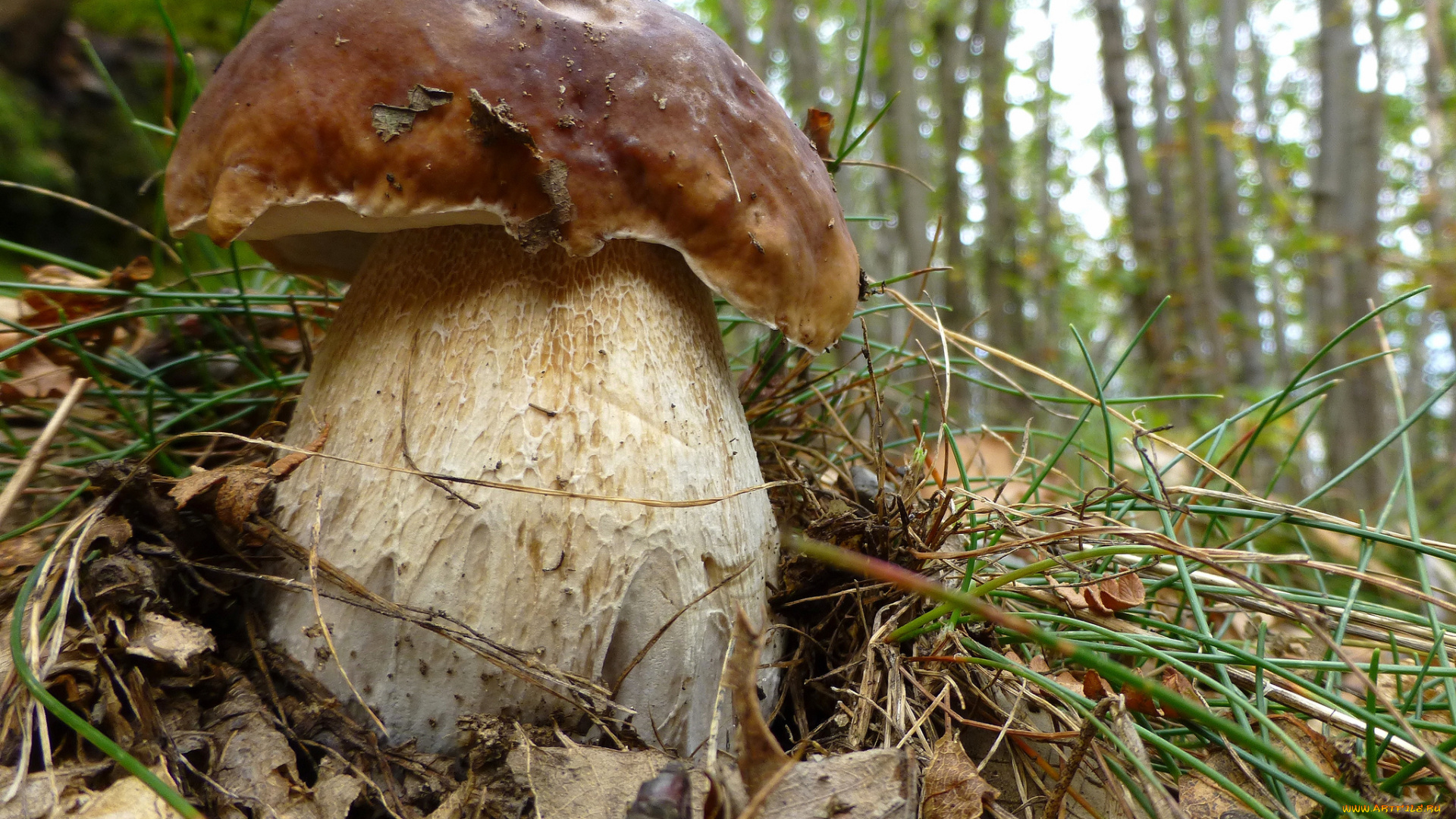 природа, грибы, боровик