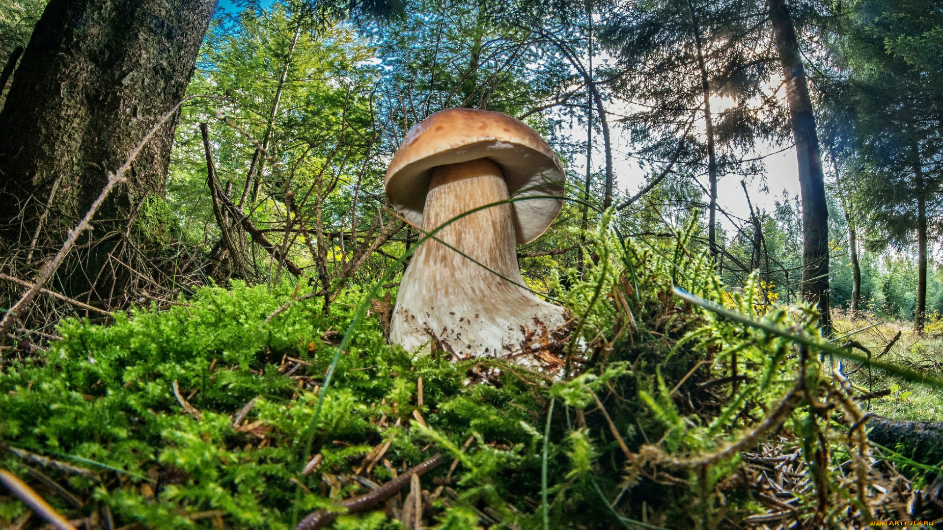 природа, грибы, боровик, мох, лес