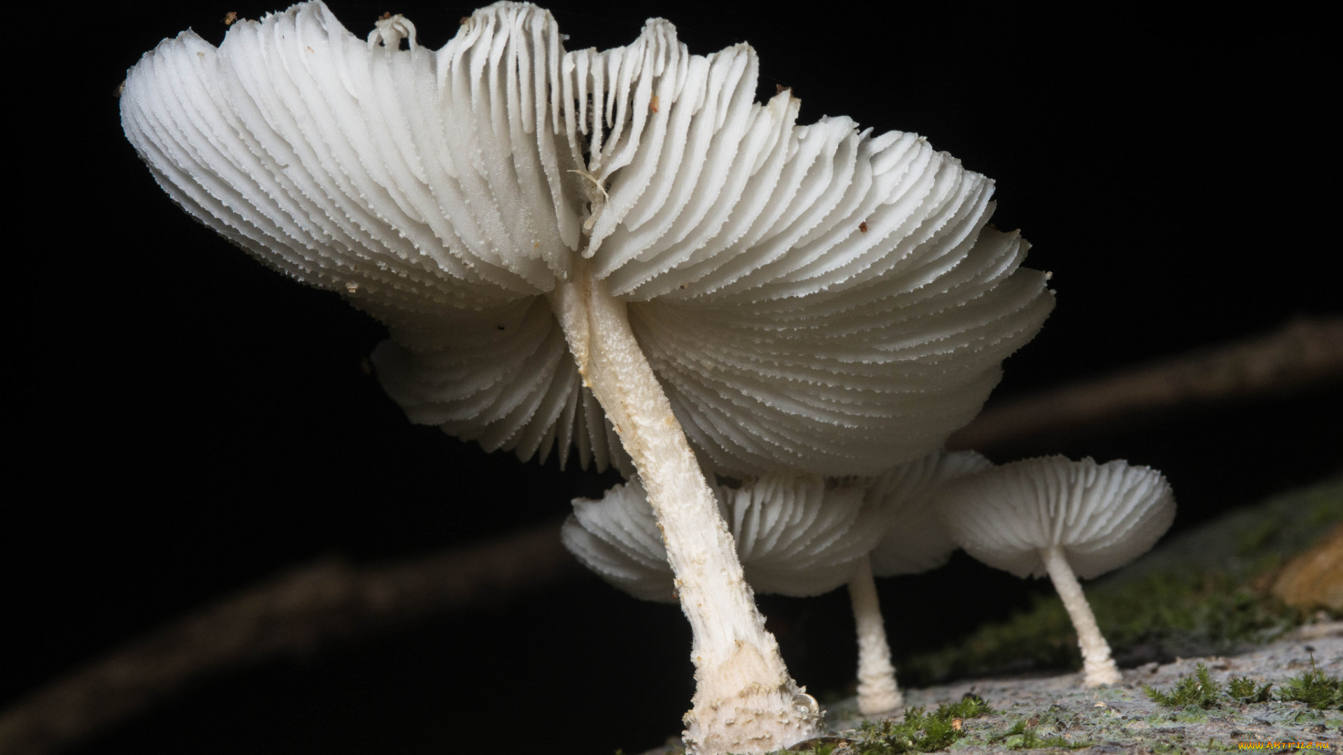 природа, грибы, макро