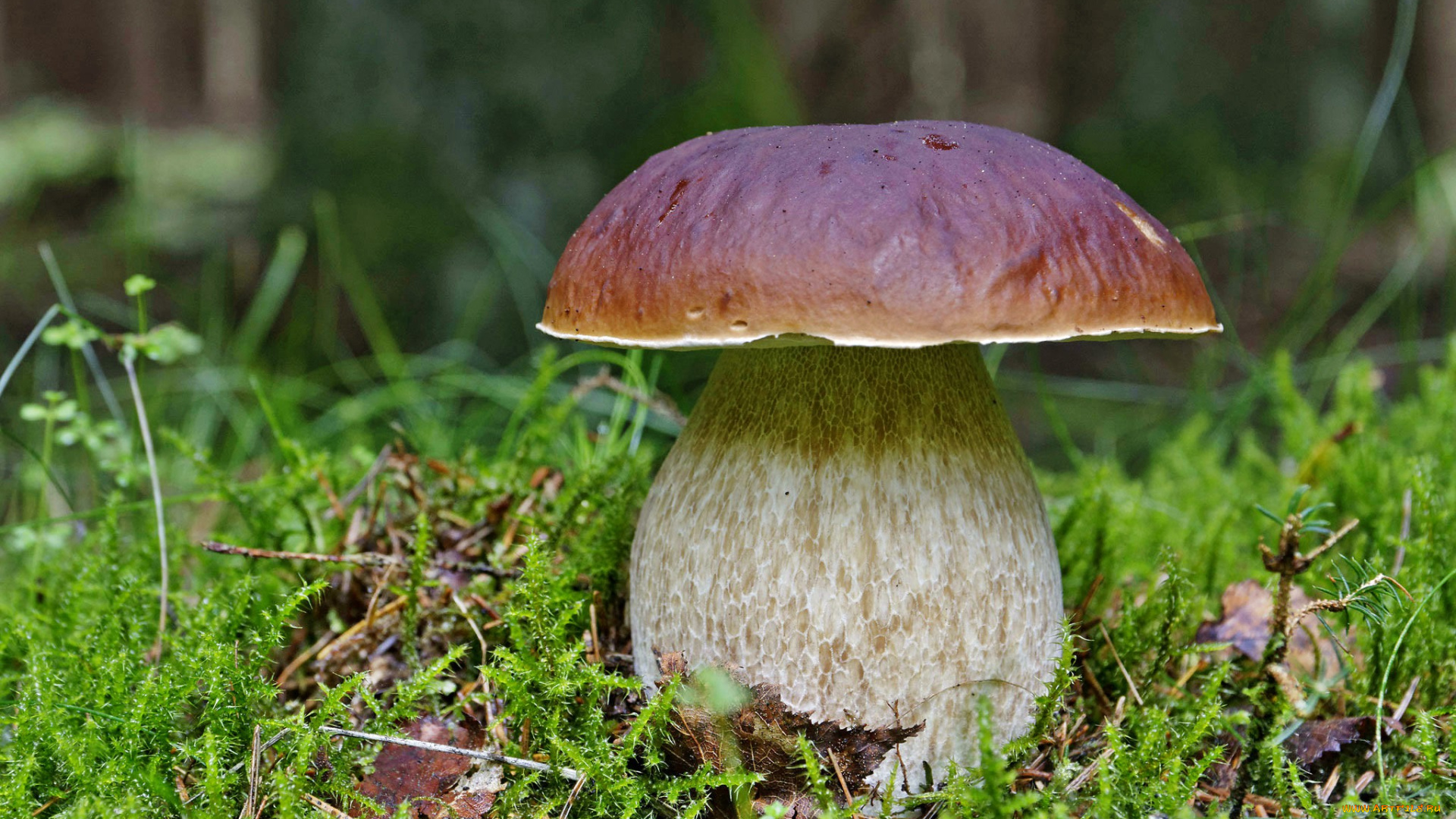 природа, грибы, мох, боровик, лес