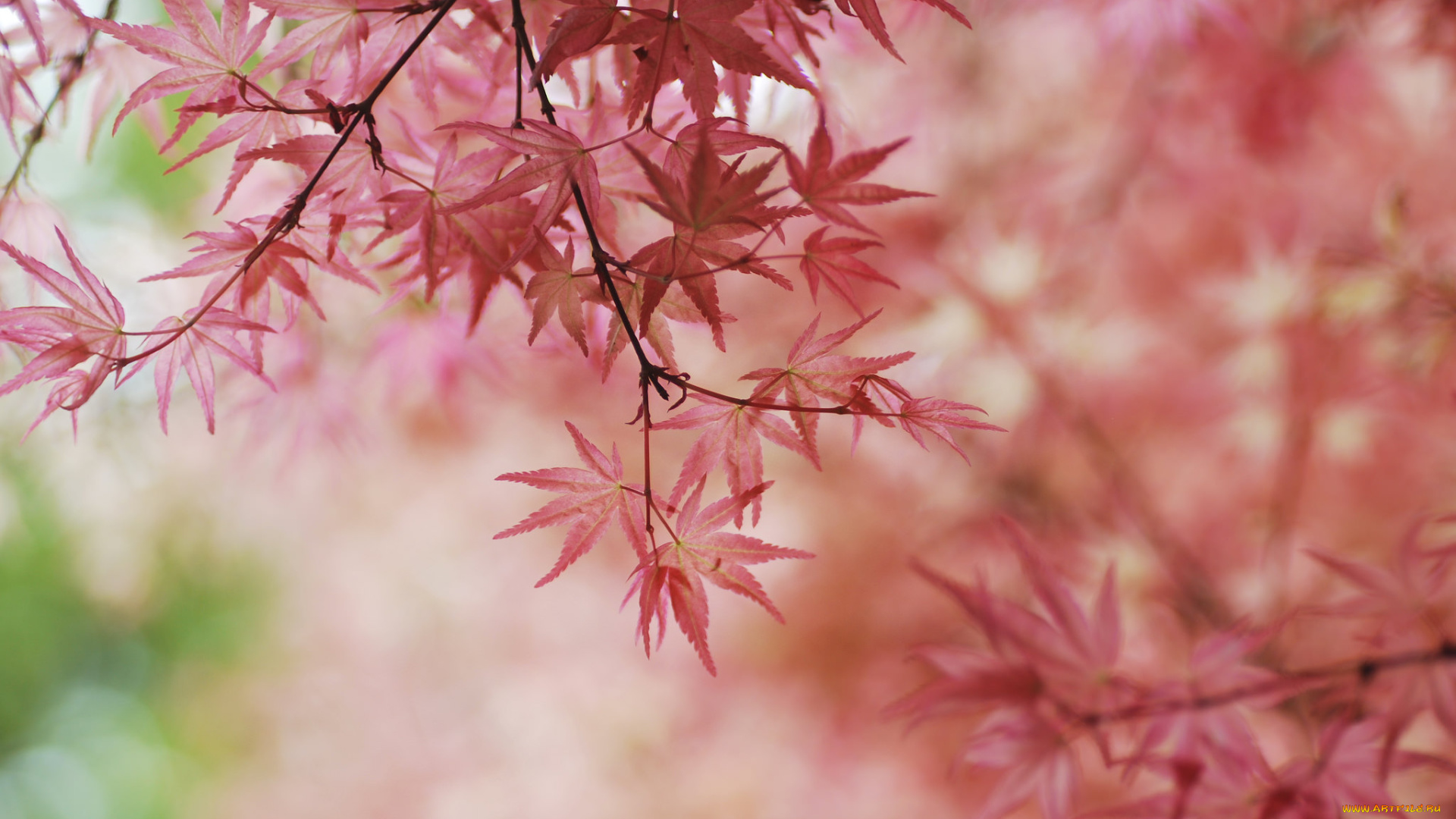 природа, листья, розовые, нежность, осень, макро