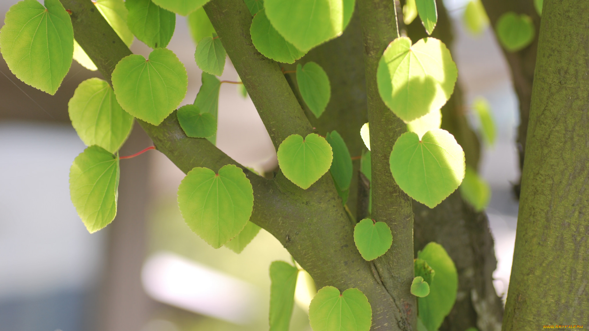 природа, листья, ствол, дерево