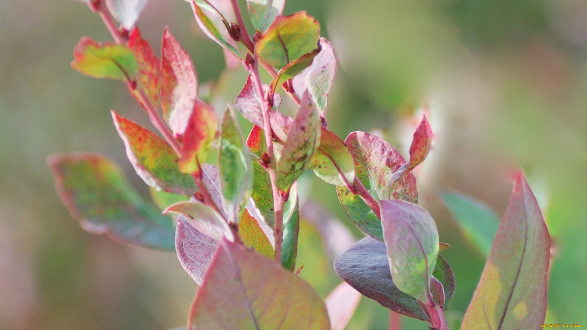 природа, листья, ветки