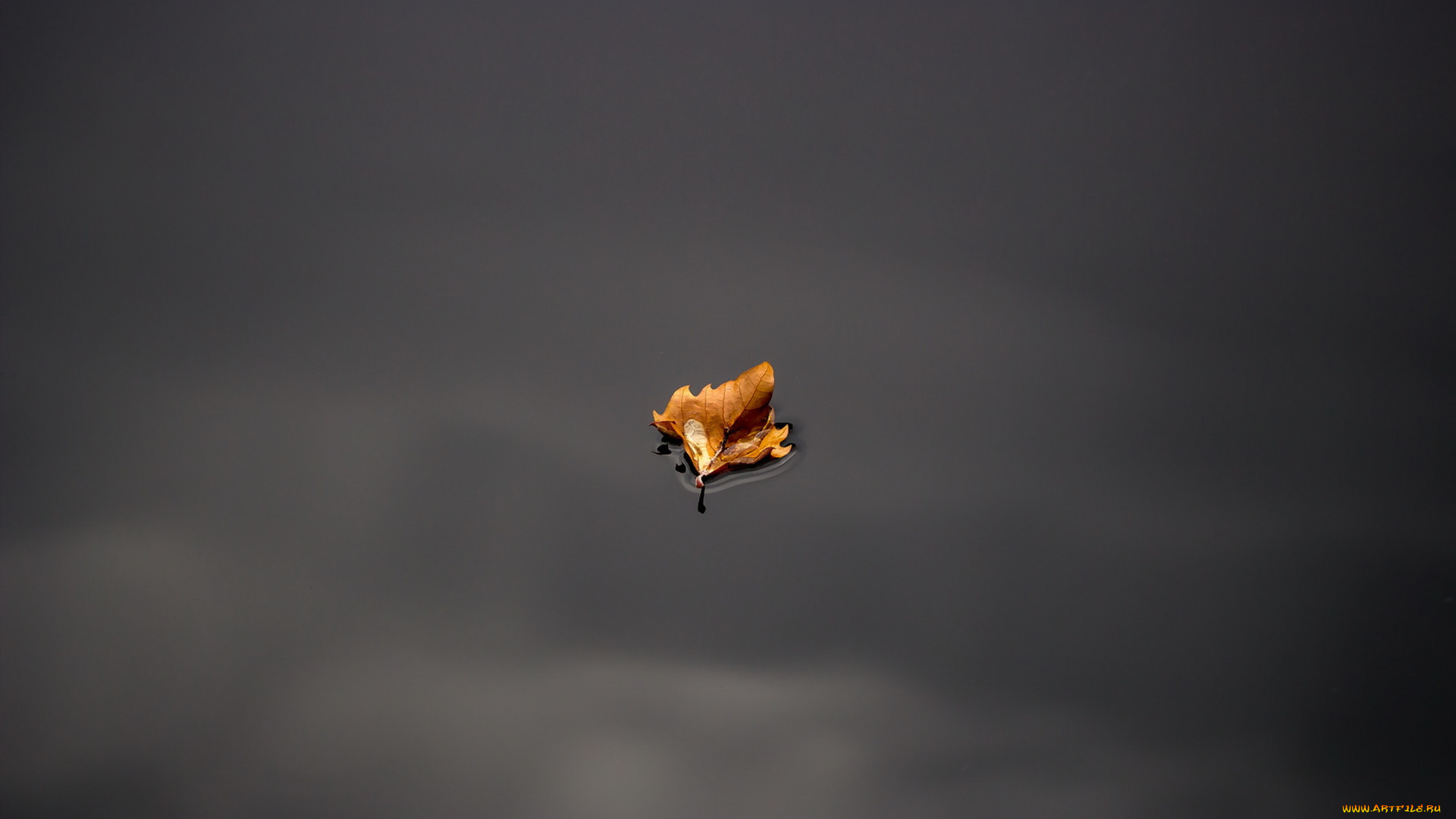 природа, листья, вода, лист