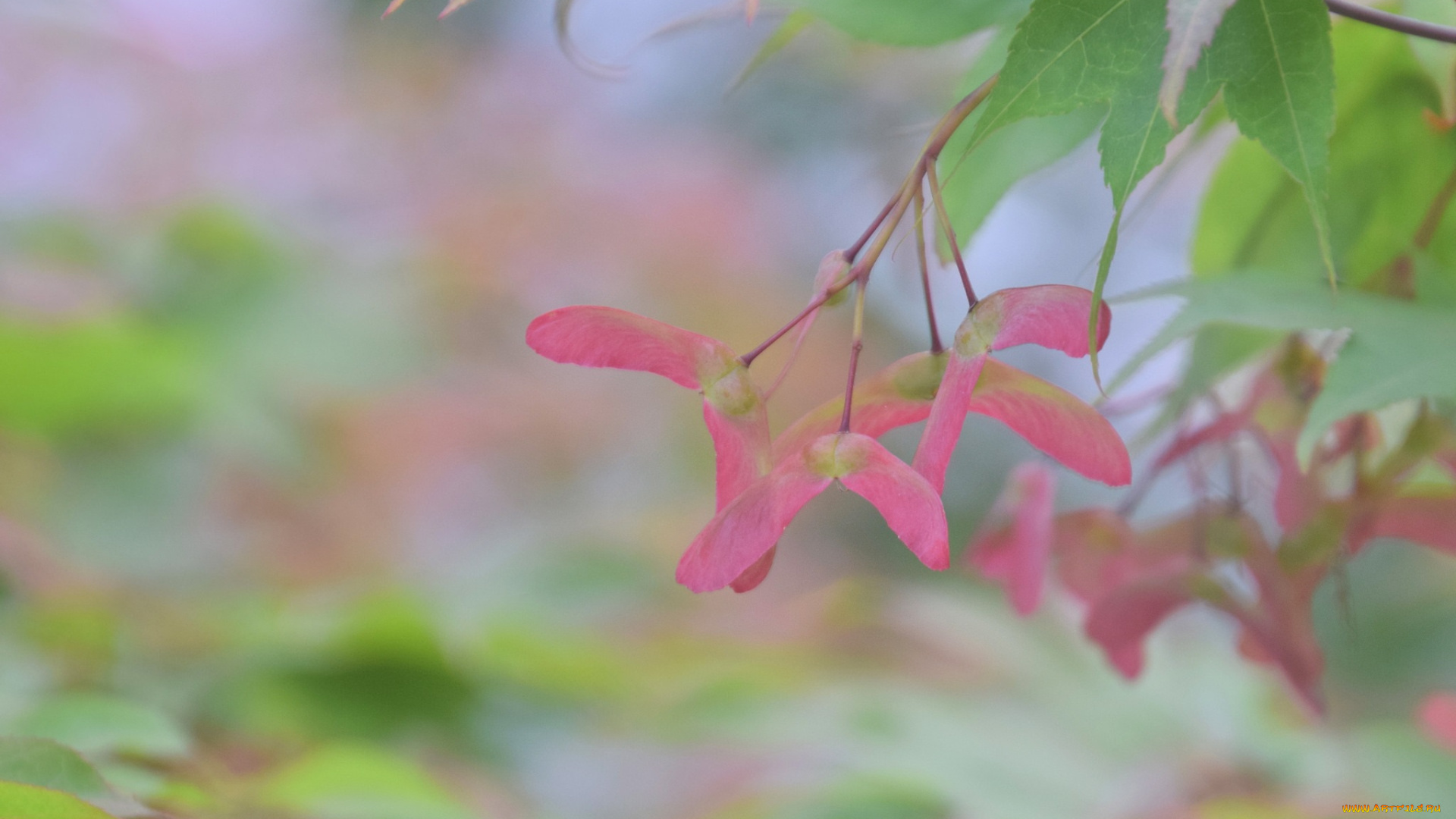 природа, макро, семена