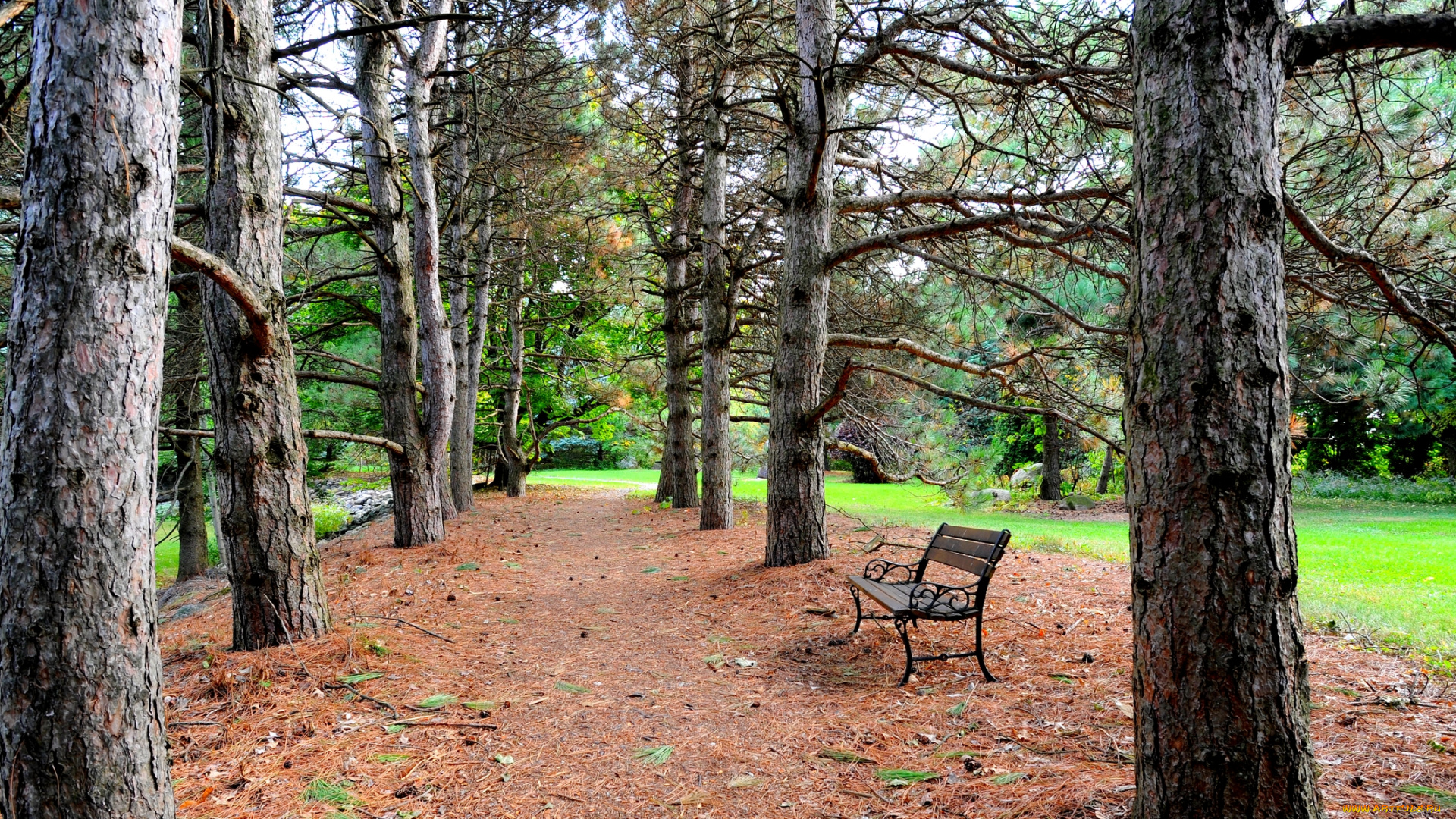 природа, парк, аллея, сосны, скамейка