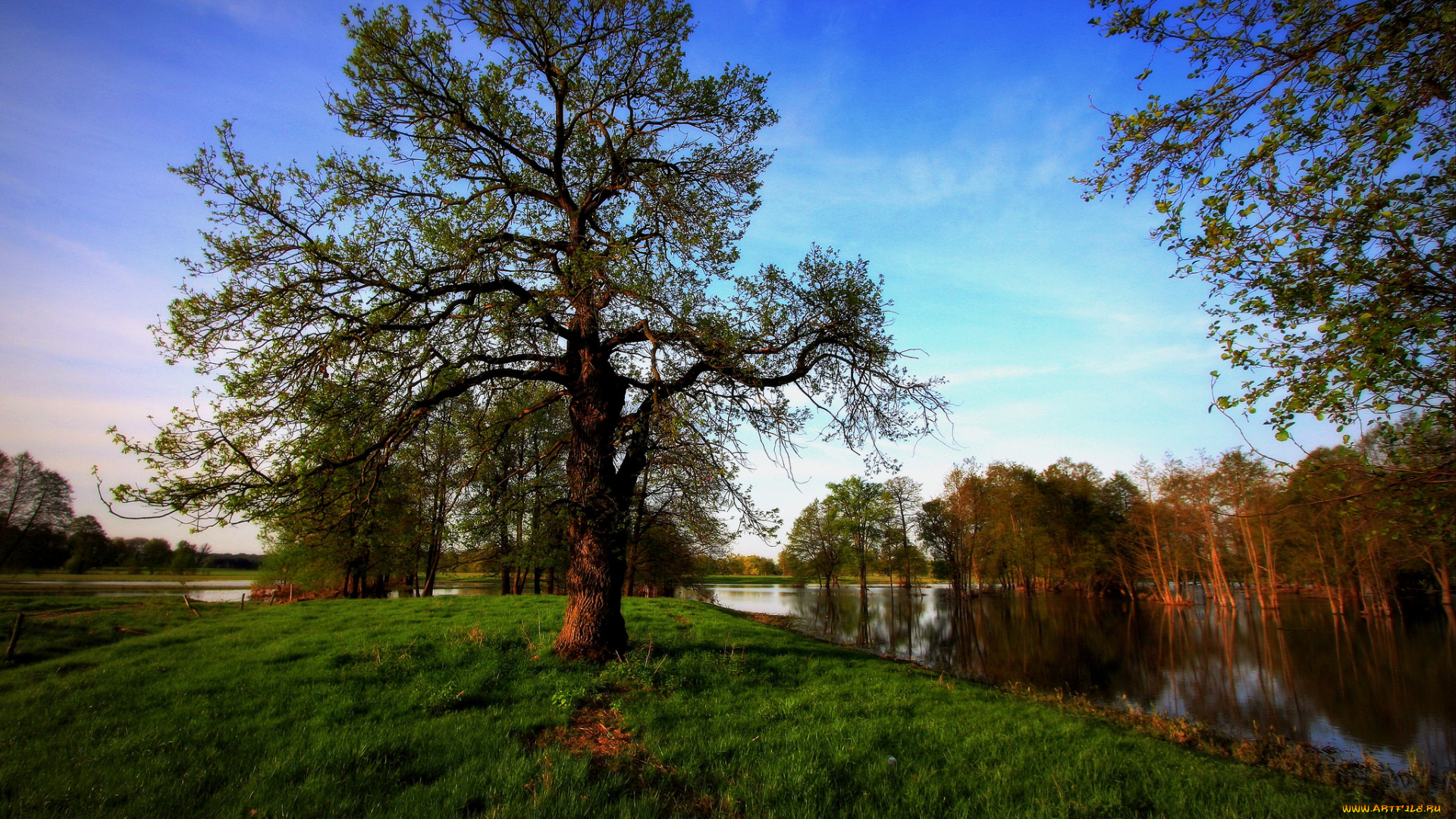 природа, реки, озера, дерево, пригорок, река