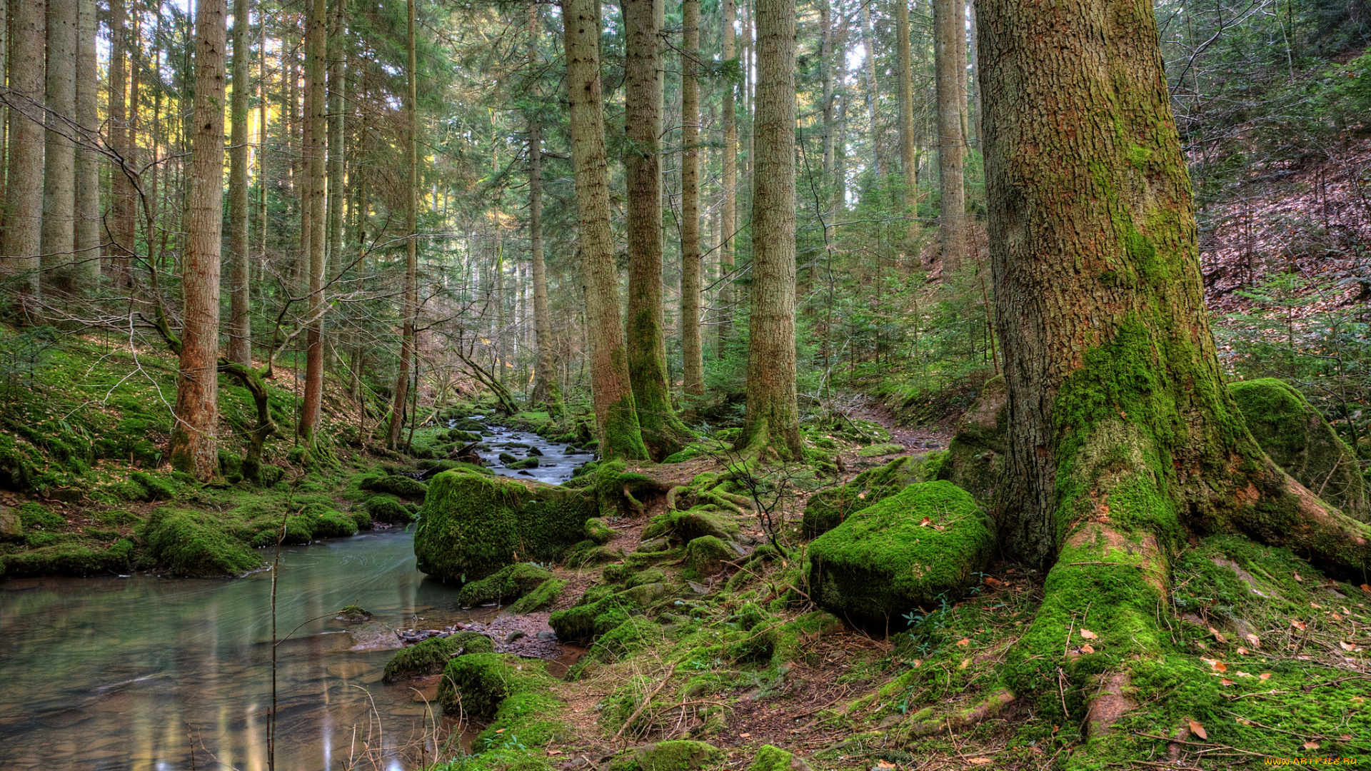 природа, реки, озера, лес, ручей