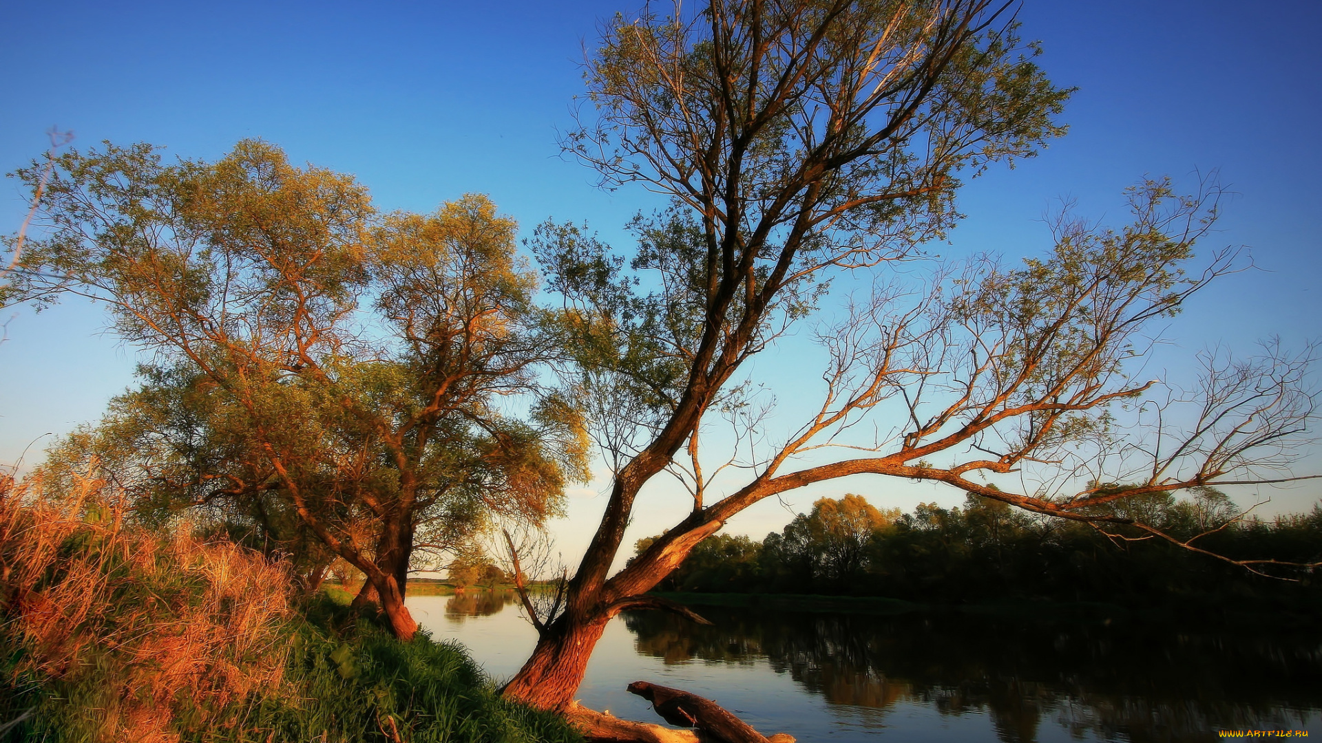 природа, реки, озера, река, деревья