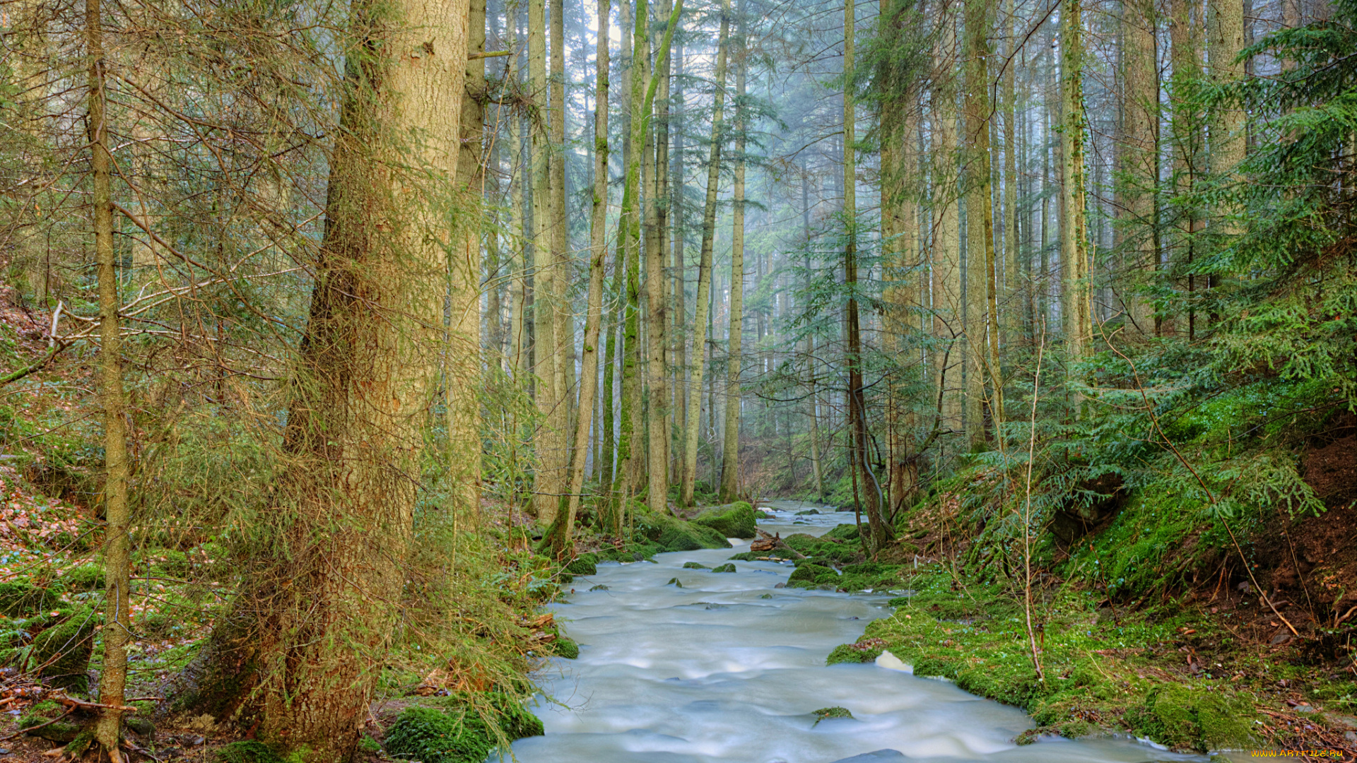 природа, реки, озера, река, лес