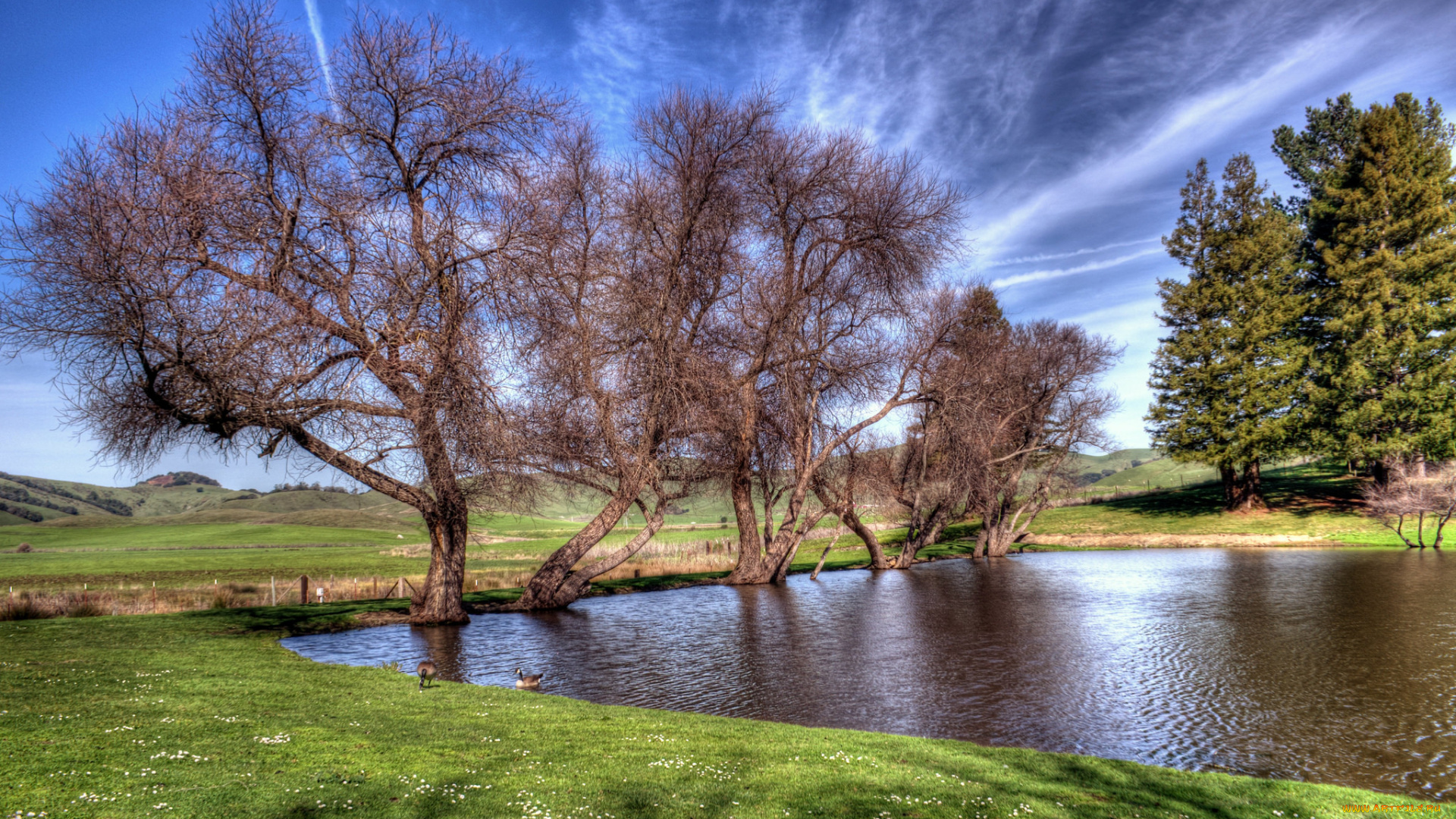 природа, реки, озера, водоем, деревья