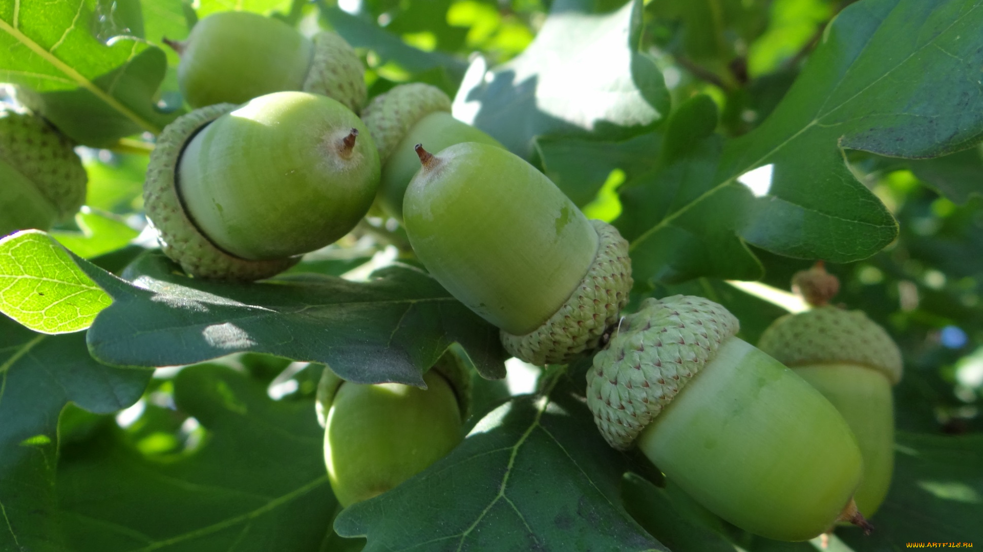 природа, шишки, , жёлуди, , каштаны, дуб, листья, жёлуди