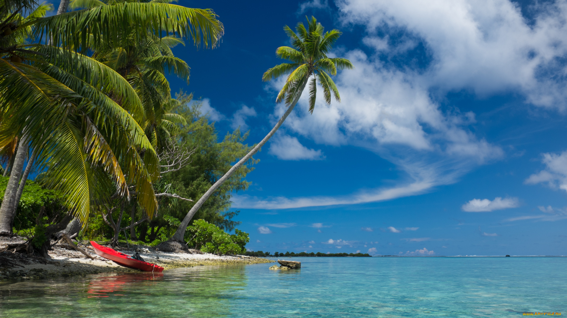 природа, тропики, океан, пальмы