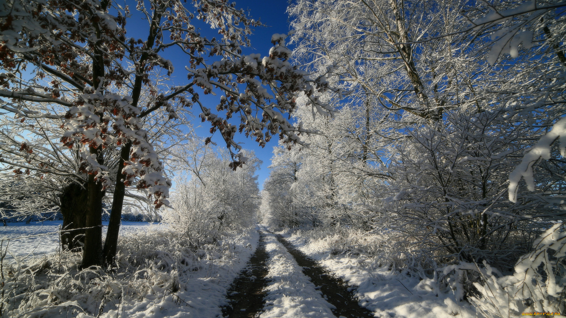 природа, зима, лес, колея, снег