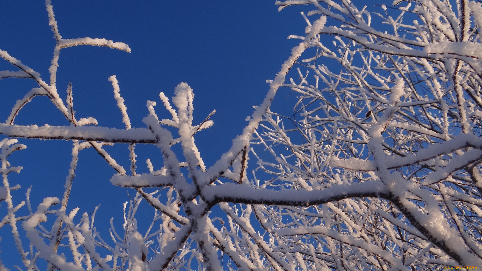 природа, зима, небо, ветки, мороз, иней
