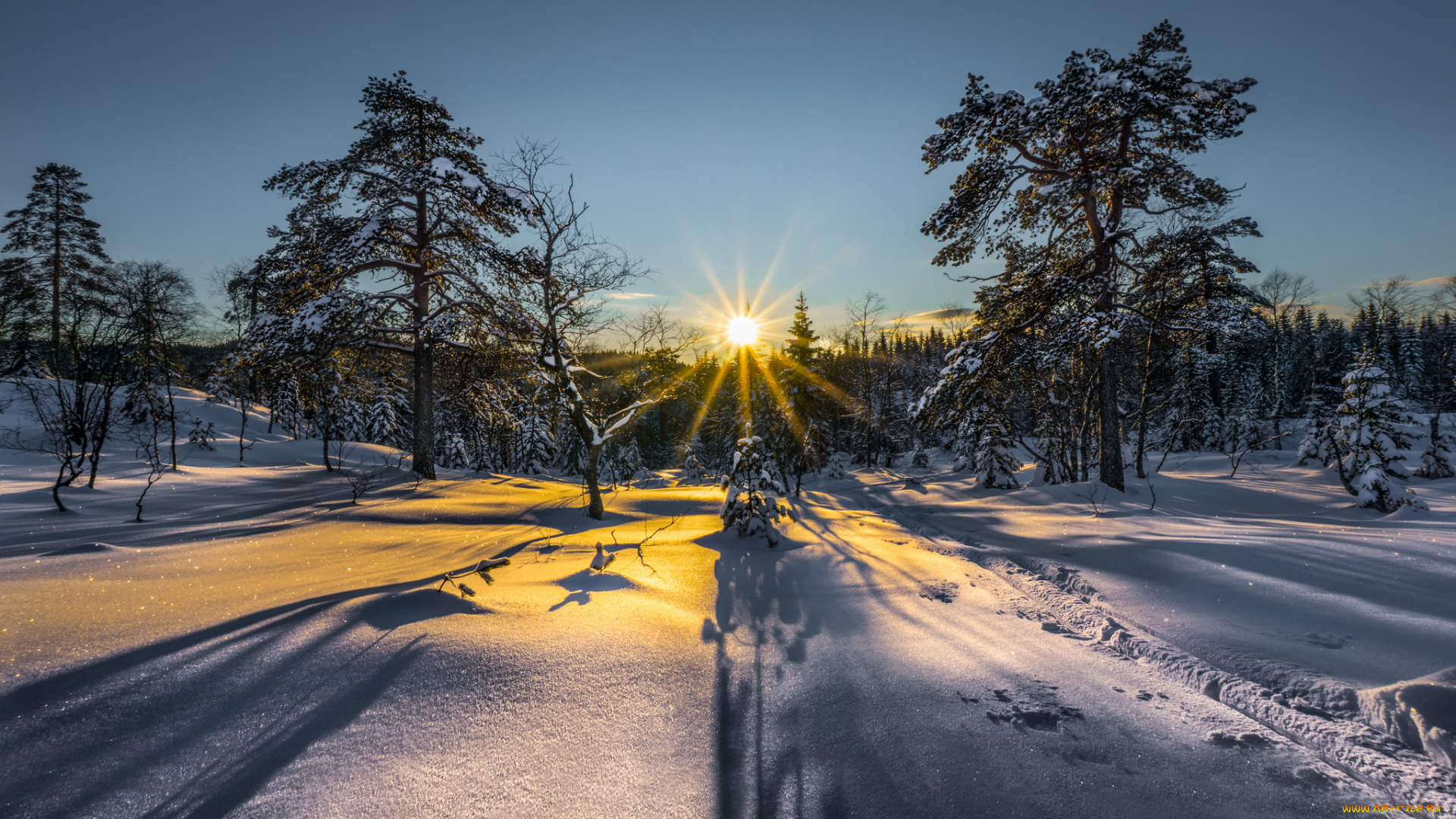 природа, зима, снег, лес, солнце