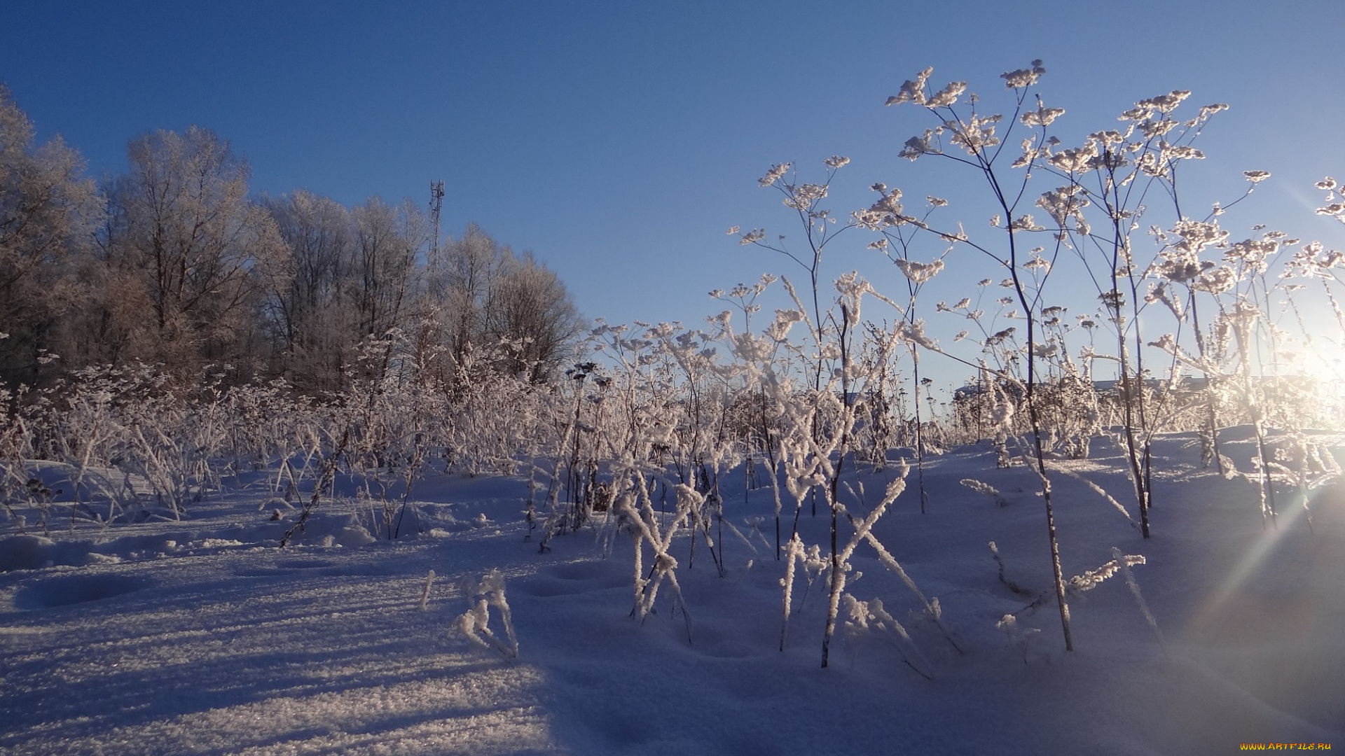 природа, зима, снег, солнечно, трава