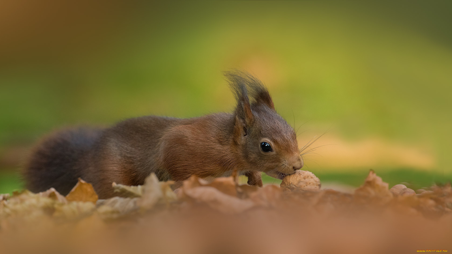 животные, белки, орех, белка, фон, зелёный