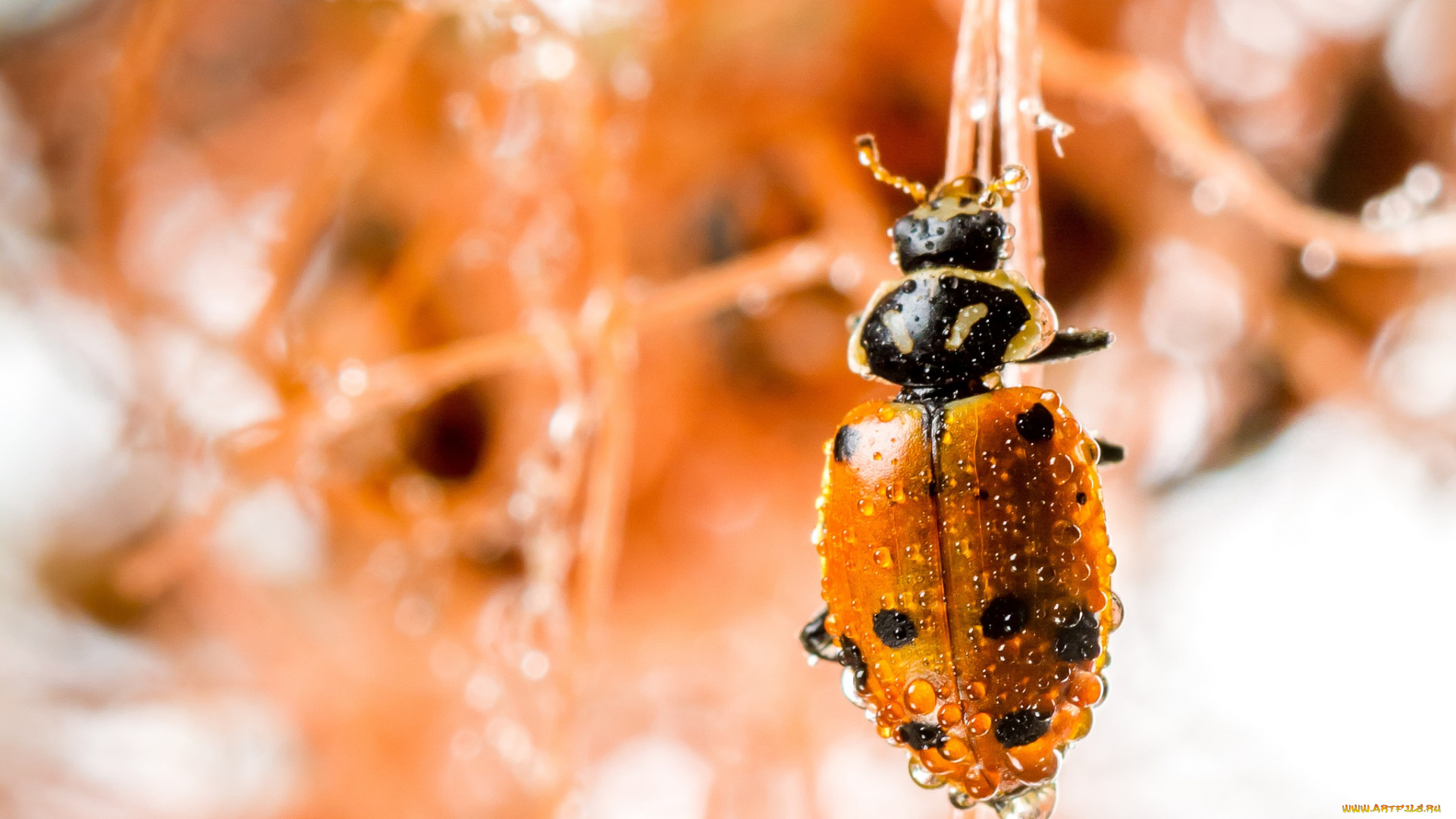 животные, божьи, коровки, макро, насекомое, божья, коровка, цвет, ярко