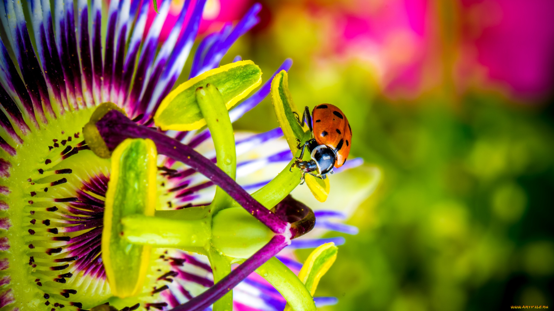 животные, божьи, коровки, макро, насекомое, божья, коровка, цвет, ярко