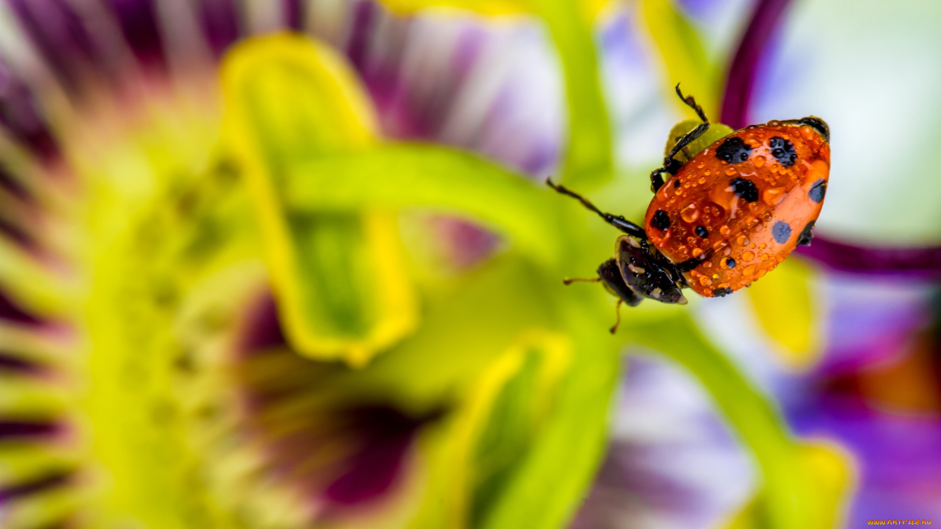 животные, божьи, коровки, макро, насекомое, божья, коровка, цвет, ярко