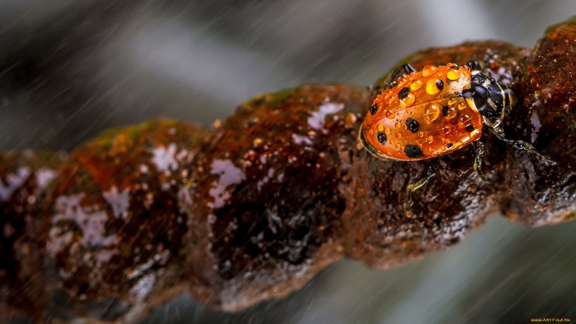 животные, божьи, коровки, макро, насекомое, божья, коровка, цвет, ярко