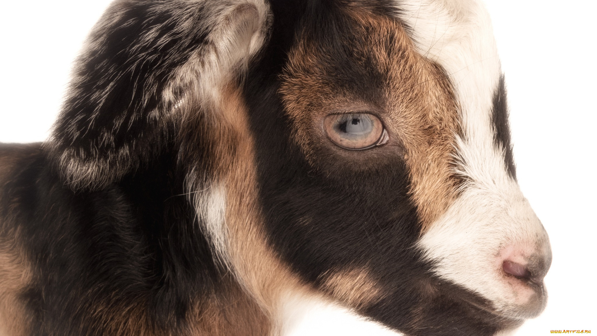 животные, козы, белый, фон, коза, портрет