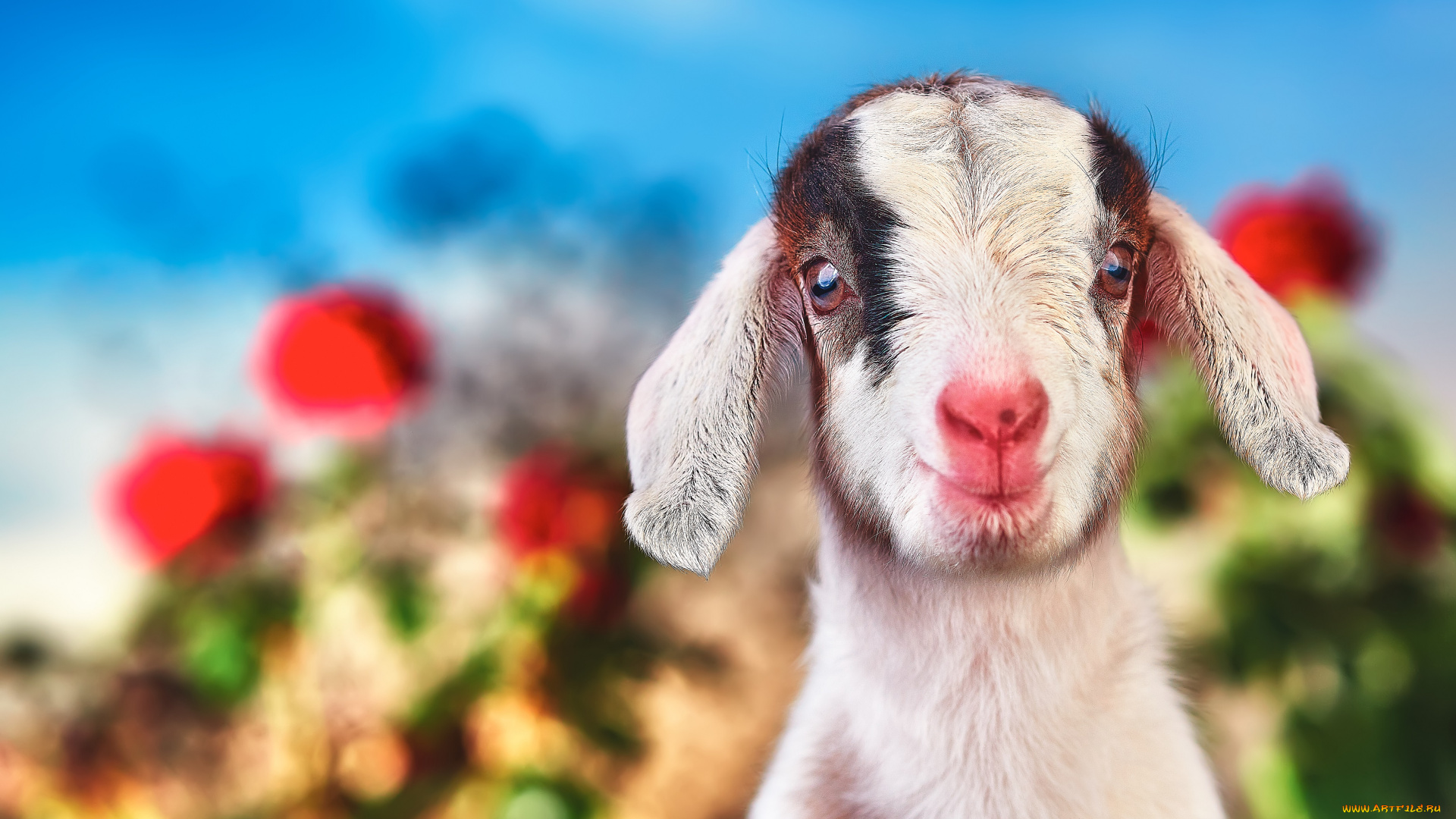 животные, козы, малыш, обработка, белый, козлёнок