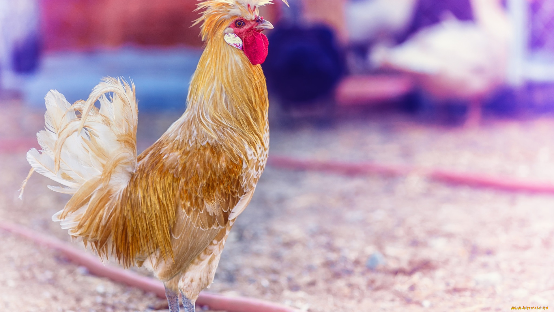 животные, куры, , петухи, петух, обработка, хохолок