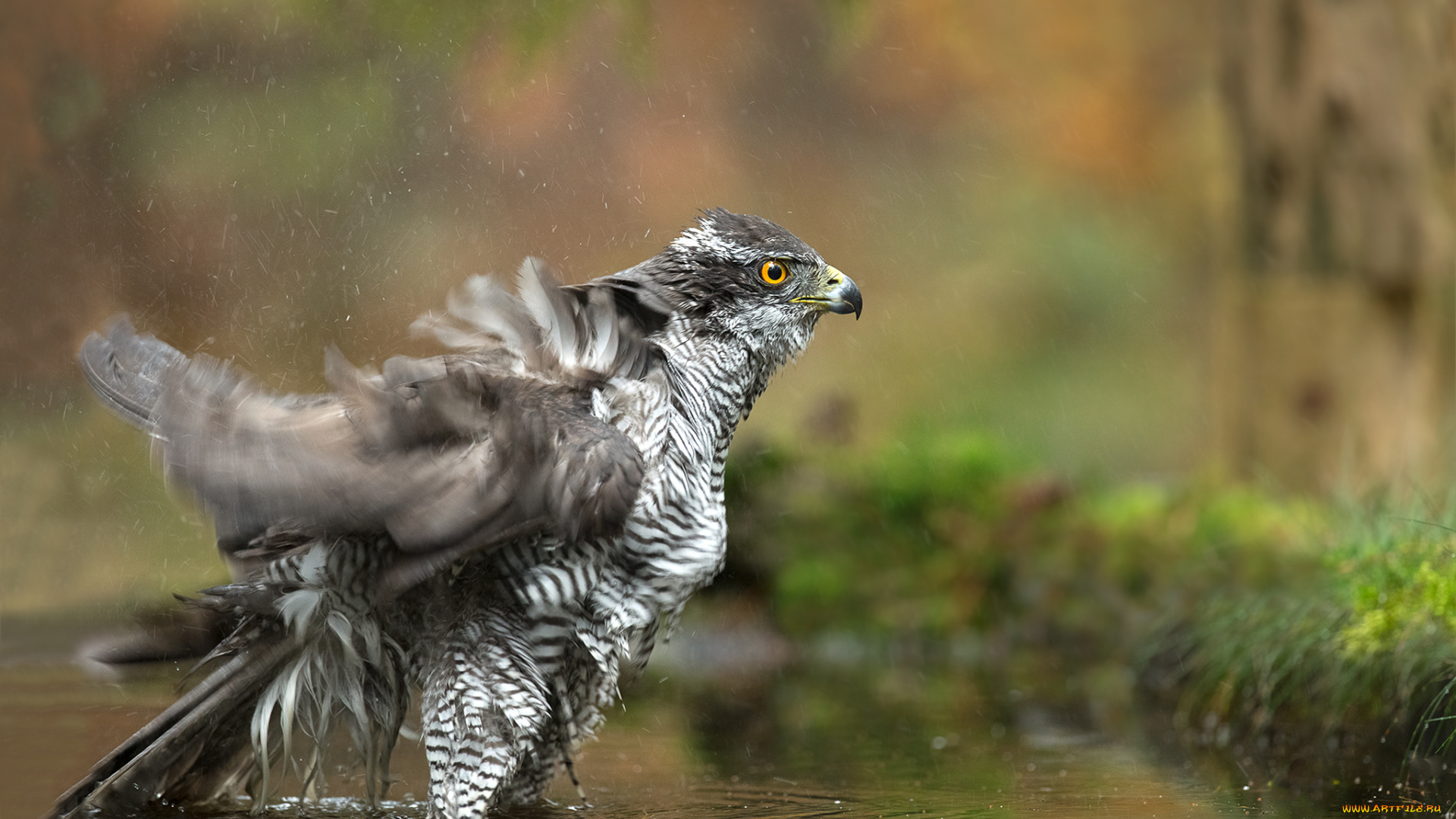 животные, птицы, -, хищники, птица, вода, брызги, купается