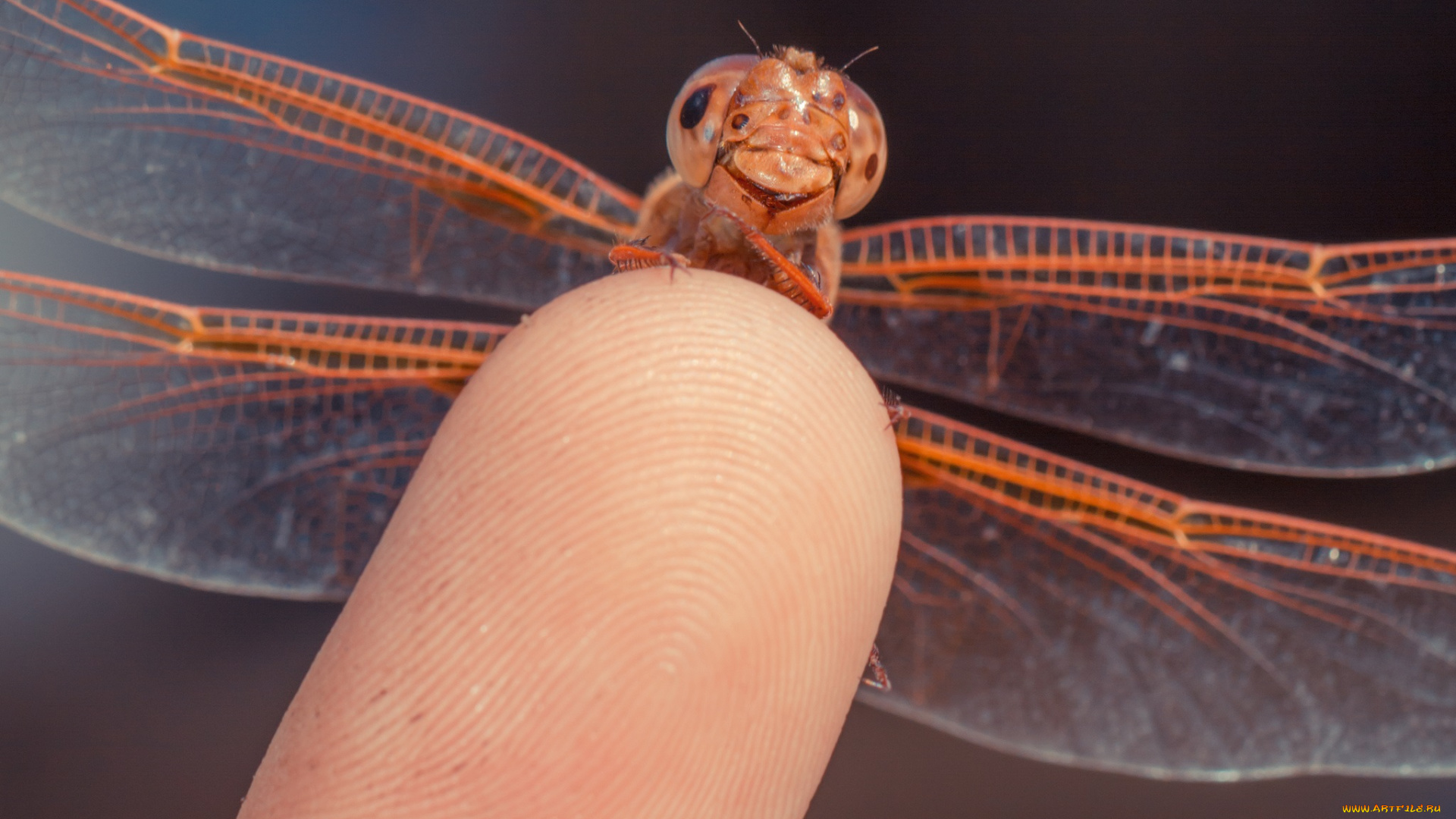 животные, стрекозы, глаза, палец, макро, стрекоза, крылья