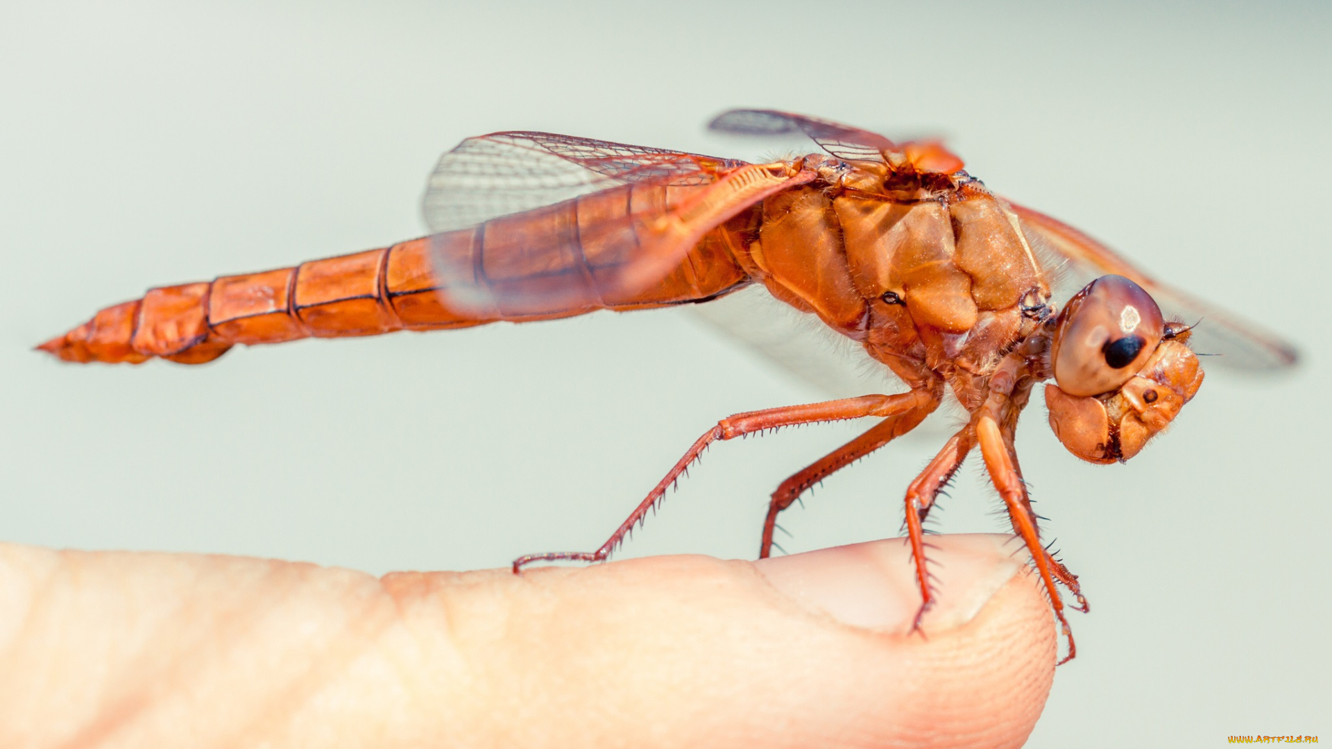 животные, стрекозы, макро, стрекоза, палец, крылья, глаза