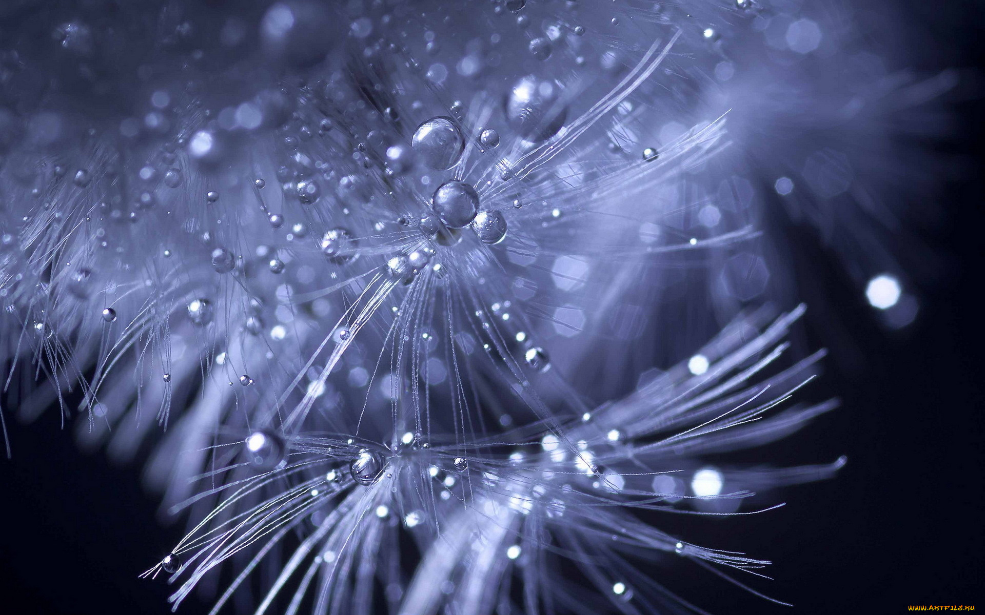 капли, природа, макро, пузырьки